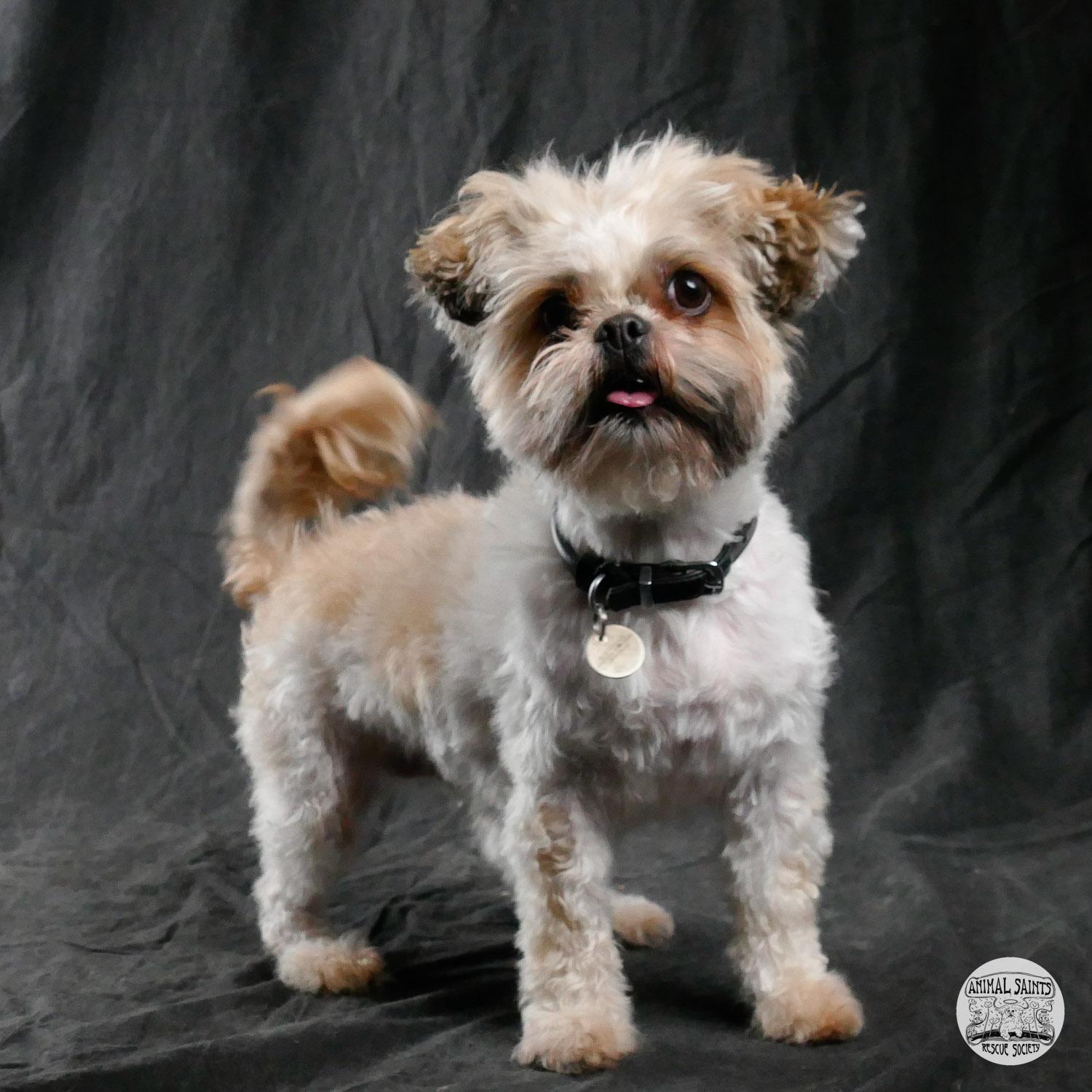 Piper, ADOPTABLE, Young Female Shih Tzu & Brussels Griffon.