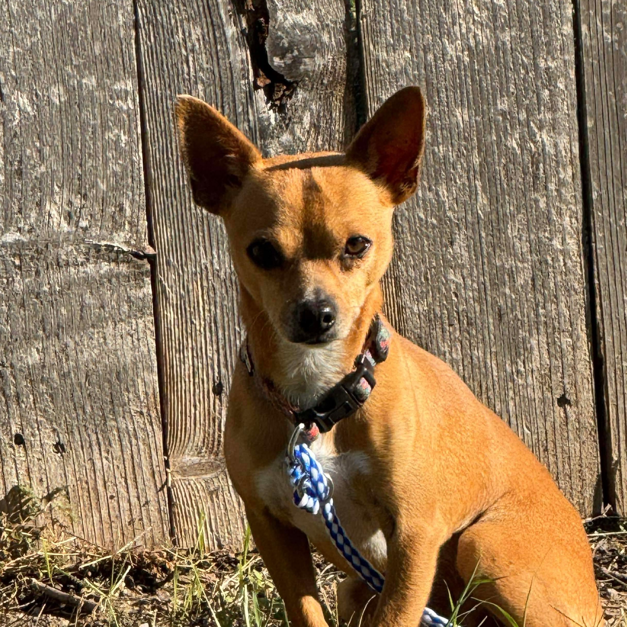 Tamale — thumbnail 4