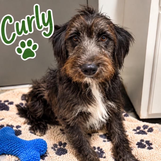 Curly, Adoptable, Puppy Male Schnauzer & Mixed Breed.