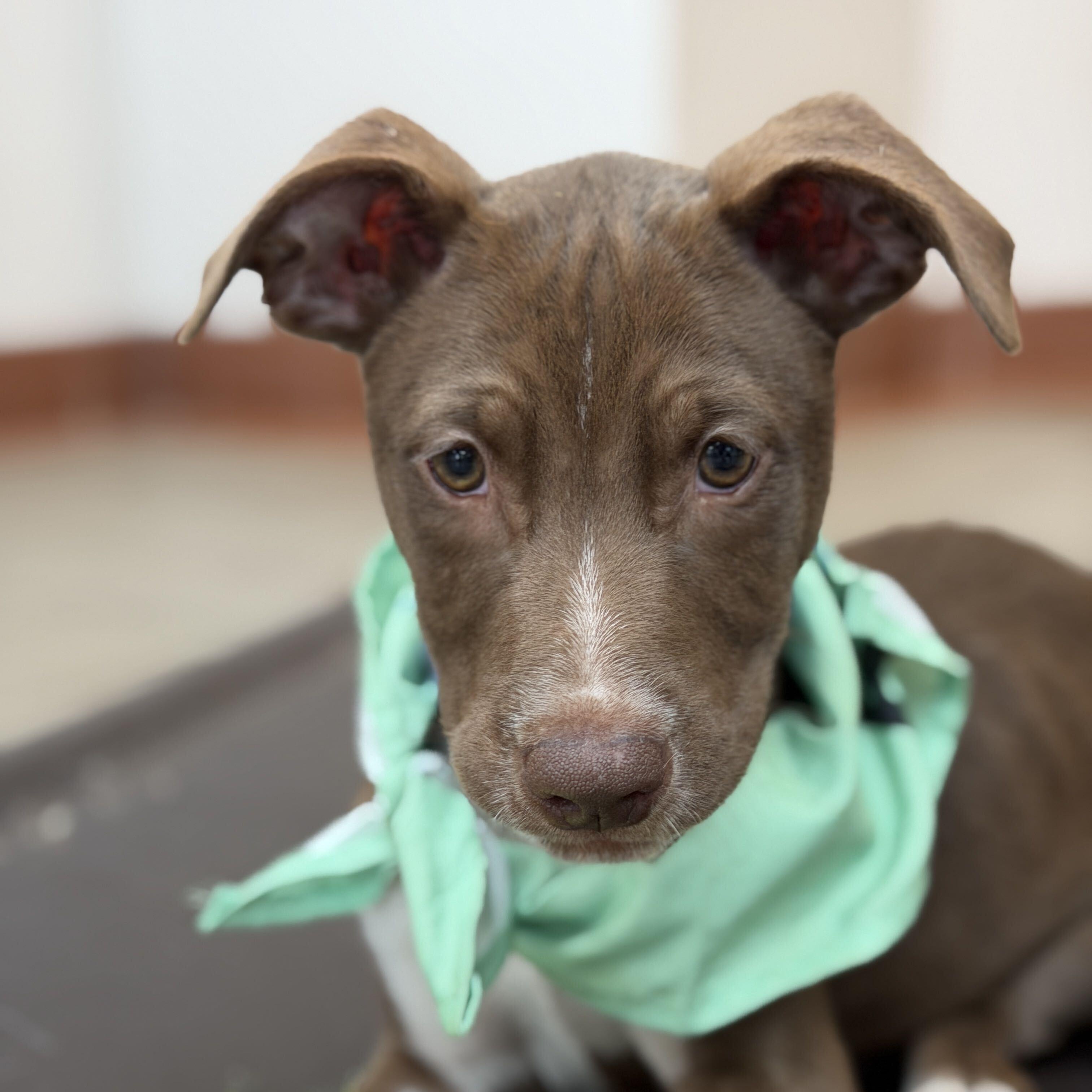 Corona, Adoptable, Puppy Male Pointer.