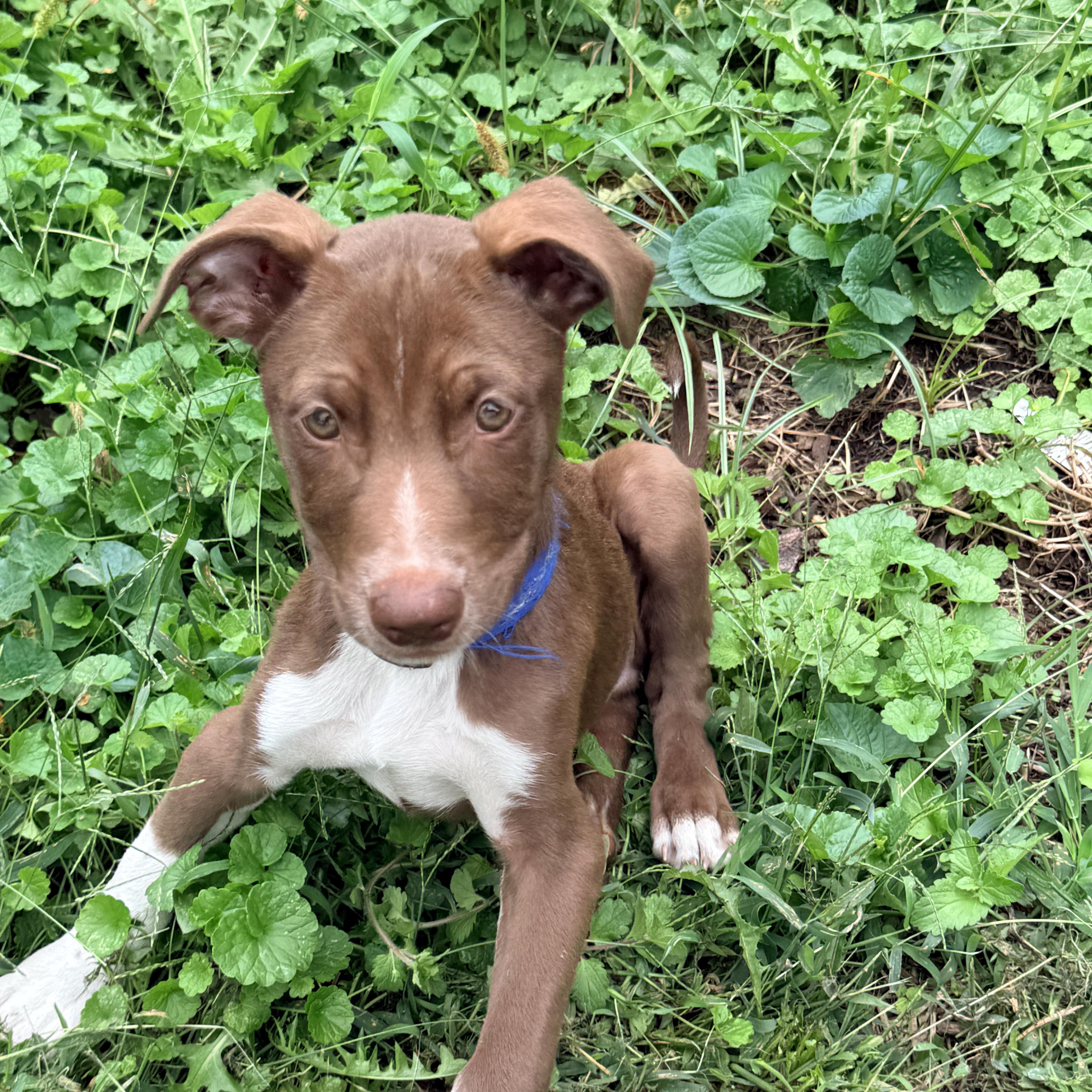 Enlarge Corona, a Adoptable mixed breed in Columbia, MD image 3/4