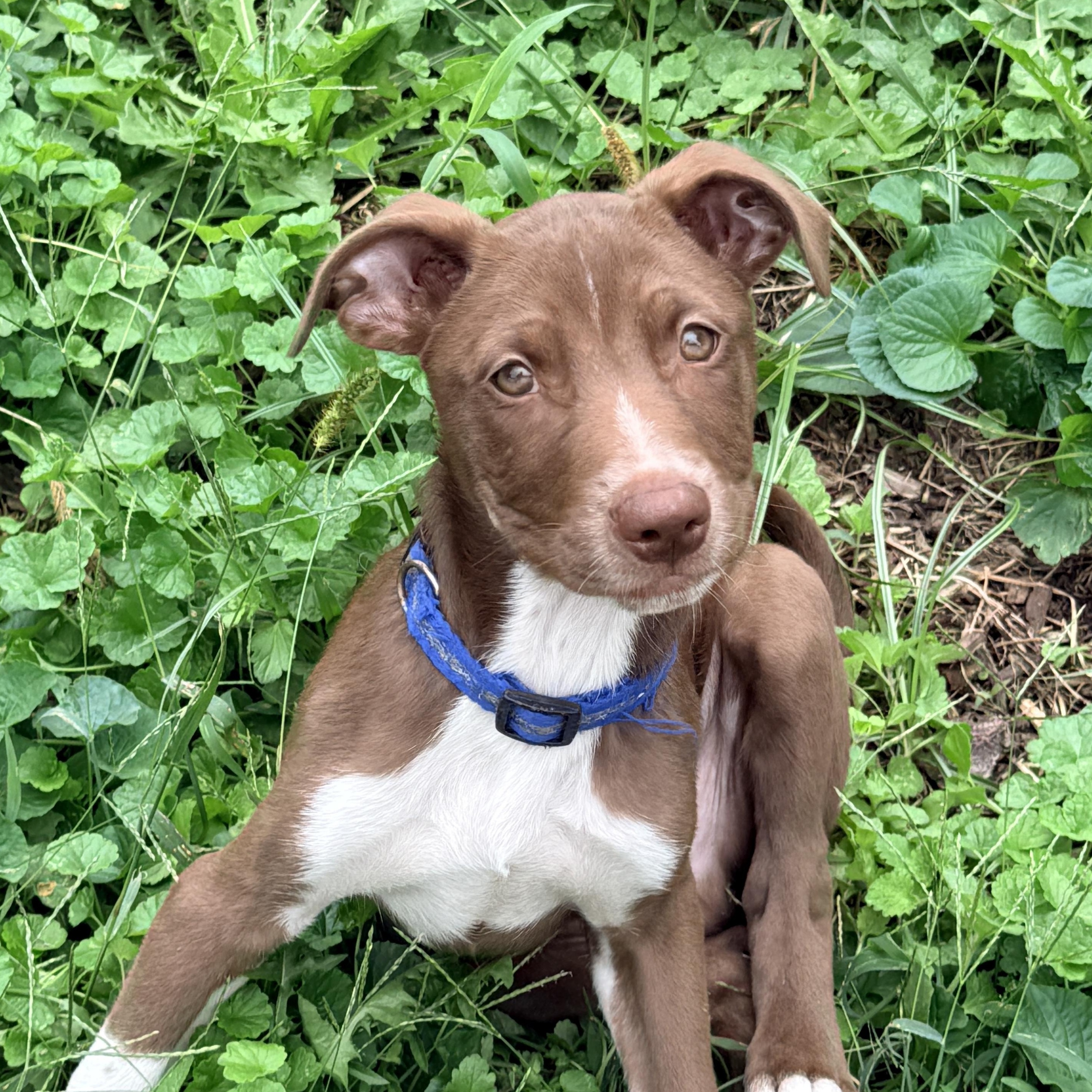 Enlarge Corona, a Adoptable mixed breed in Columbia, MD image 2/4