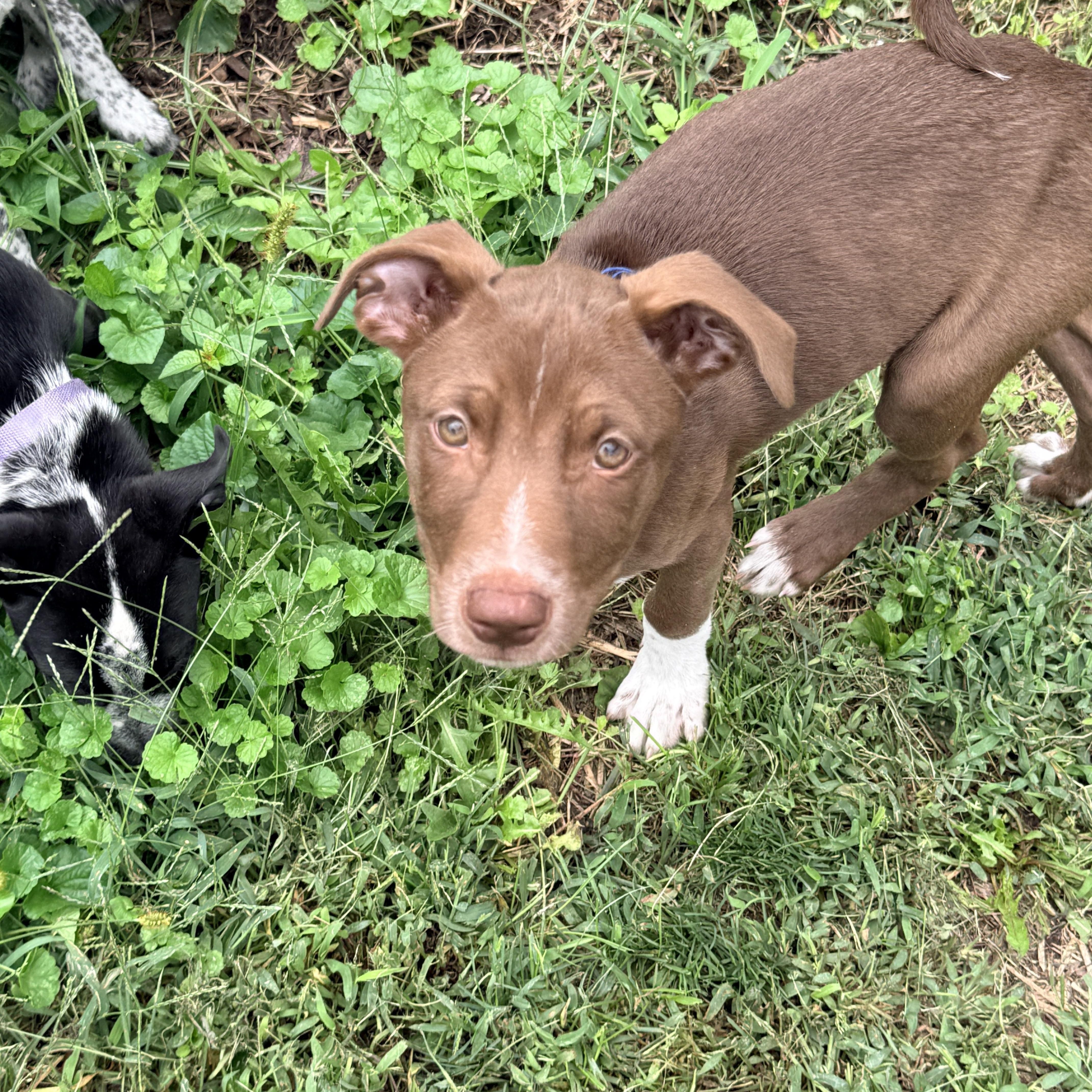 Enlarge Corona, a Adoptable mixed breed in Columbia, MD image 4/4