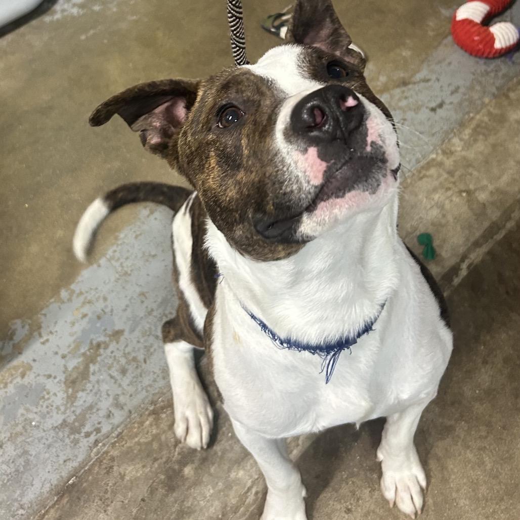 Enlarge Vinny, a Adoptable Mixed Breed in Eureka Springs, AR image 1/4