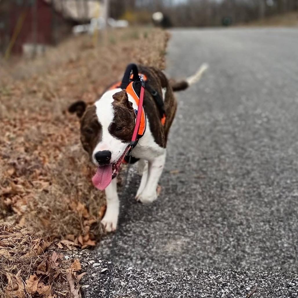 Enlarge Vinny, a Adoptable Mixed Breed in Eureka Springs, AR image 2/4