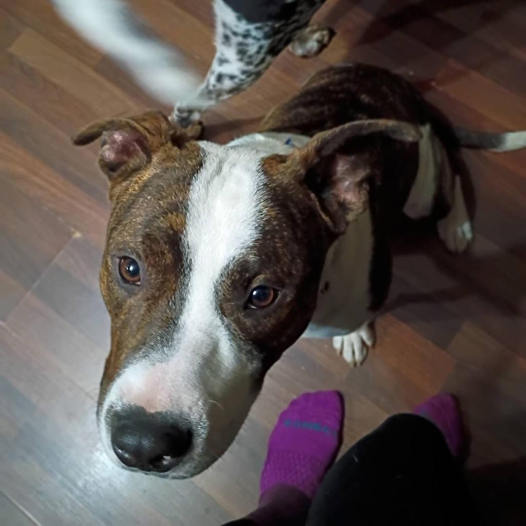 Enlarge Vinny, a Adoptable Mixed Breed in Eureka Springs, AR image 3/4