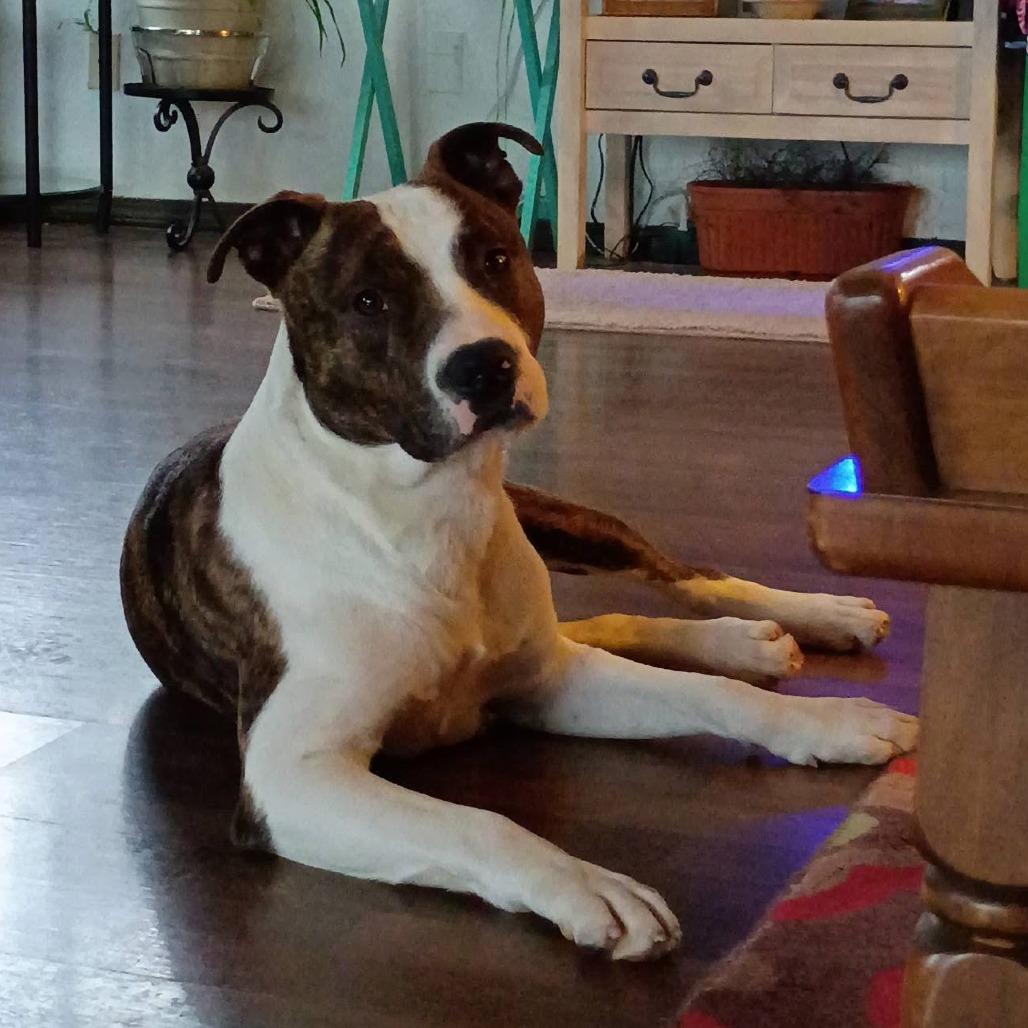 Enlarge Vinny, a Adoptable Mixed Breed in Eureka Springs, AR image 4/4