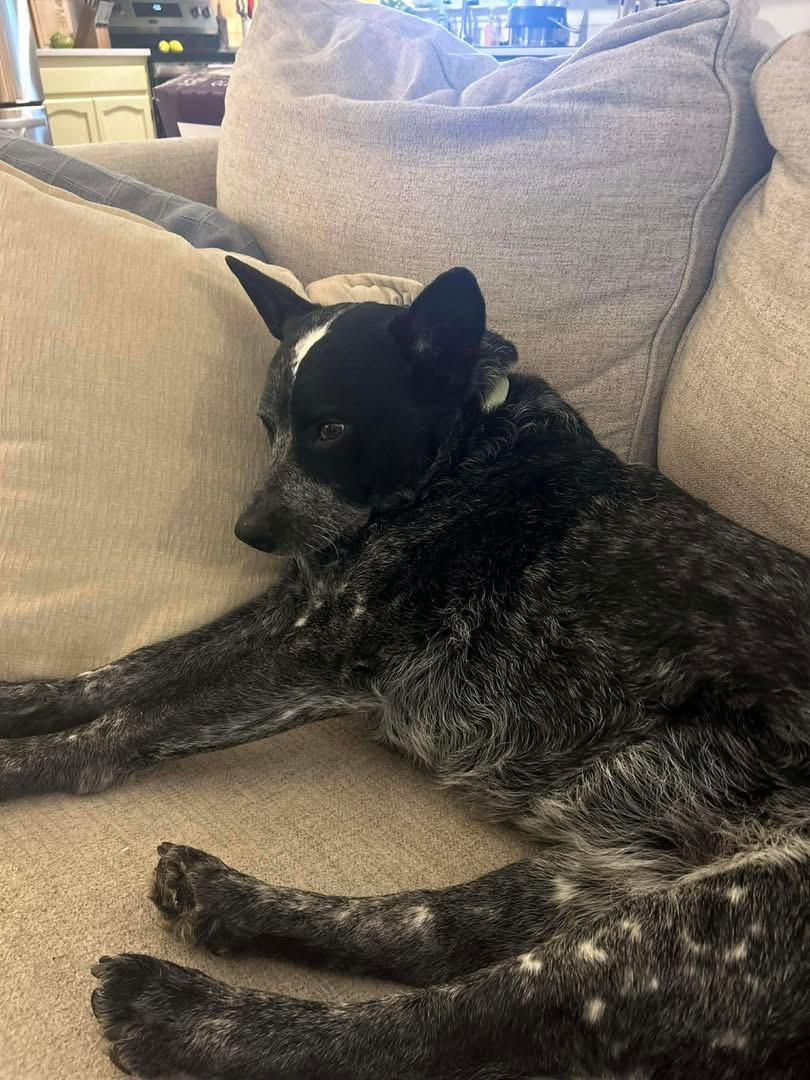 Willow , a Adoptable Australian Cattle Dog / Blue Heeler in Moyock, NC image 4/6