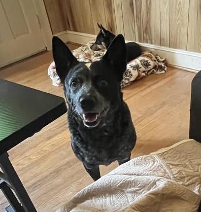 Willow , a Adoptable Australian Cattle Dog / Blue Heeler in Moyock, NC image 1/6