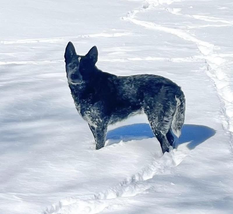 Willow , a Adoptable Australian Cattle Dog / Blue Heeler in Moyock, NC image 5/6