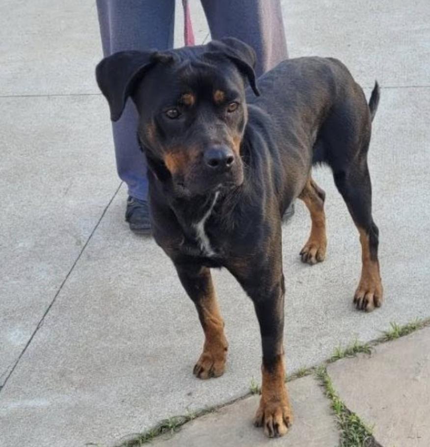 Enlarge Nana, a Adoptable Rottweiler in Polk, OH image 1/3