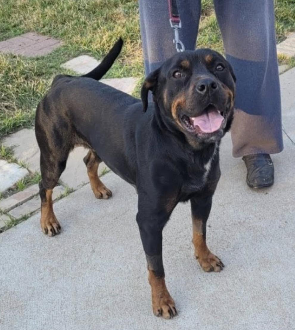 Enlarge Nana, a Adoptable Rottweiler in Polk, OH image 2/3