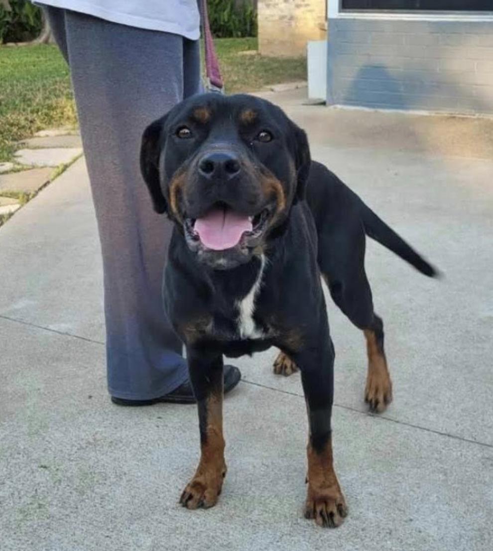 Enlarge Nana, a Adoptable Rottweiler in Polk, OH image 3/3