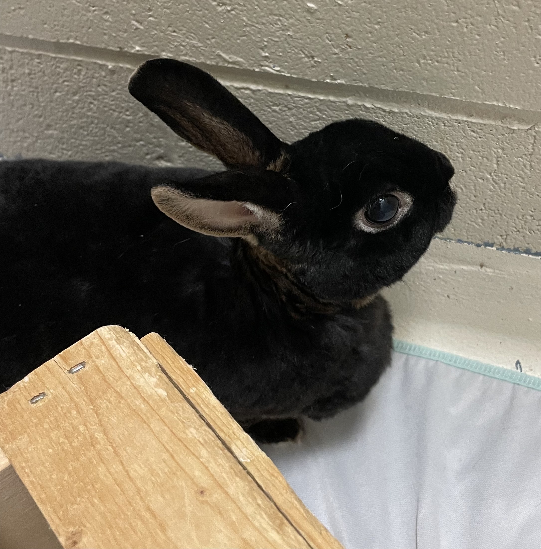 K-Cup, a Adoptable Rex in Alliston, ON image 2/5