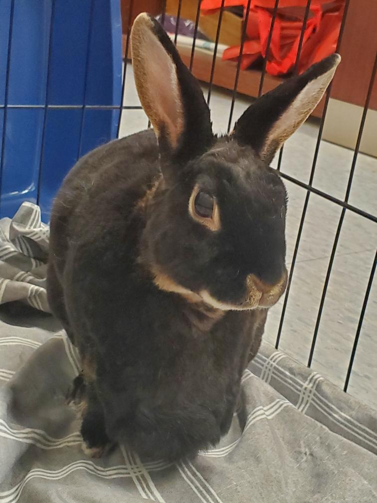 K-Cup, a Adoptable Rex in Alliston, ON image 4/5