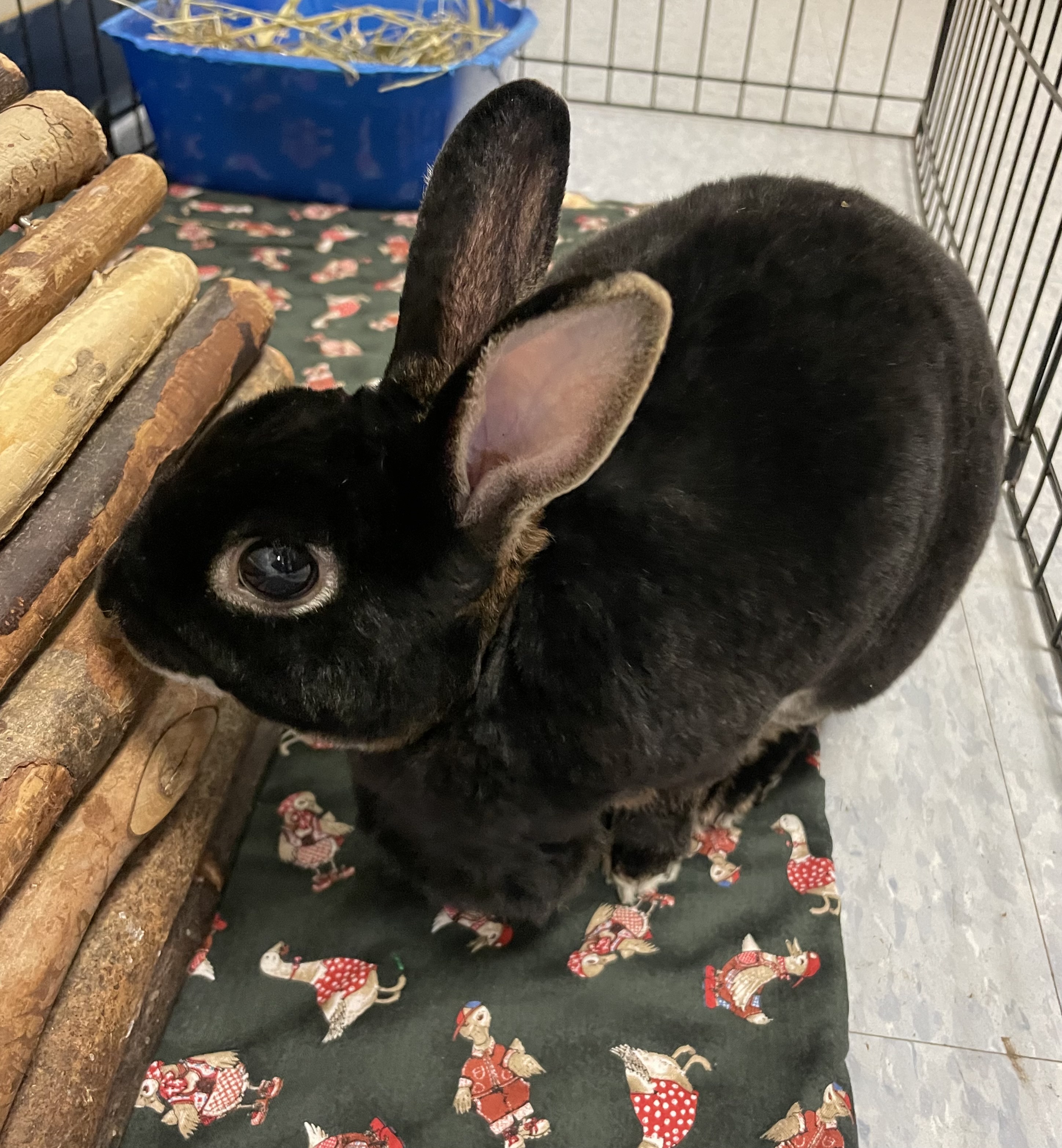 K-Cup, a Adoptable Rex in Alliston, ON image 3/5