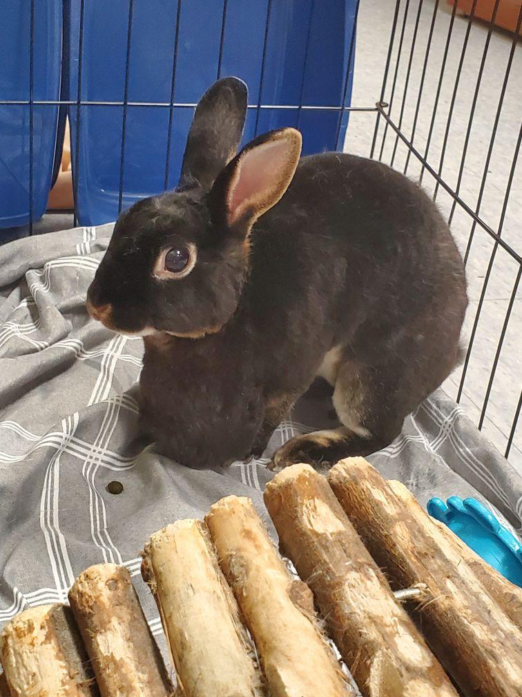 K-Cup, a Adoptable Rex in Alliston, ON image 1/5