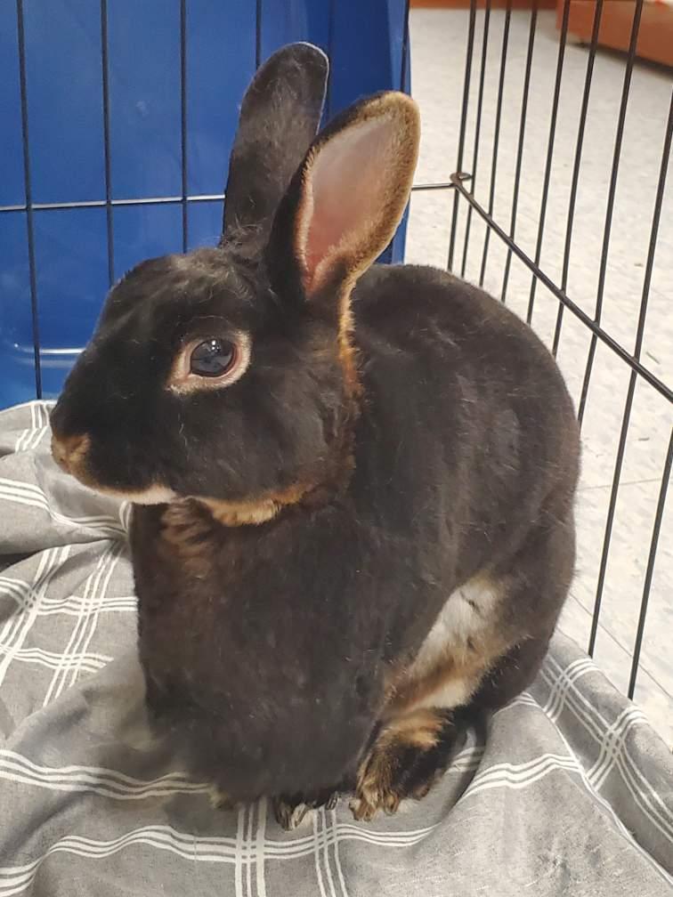 K-Cup, a Adoptable Rex in Alliston, ON image 5/5