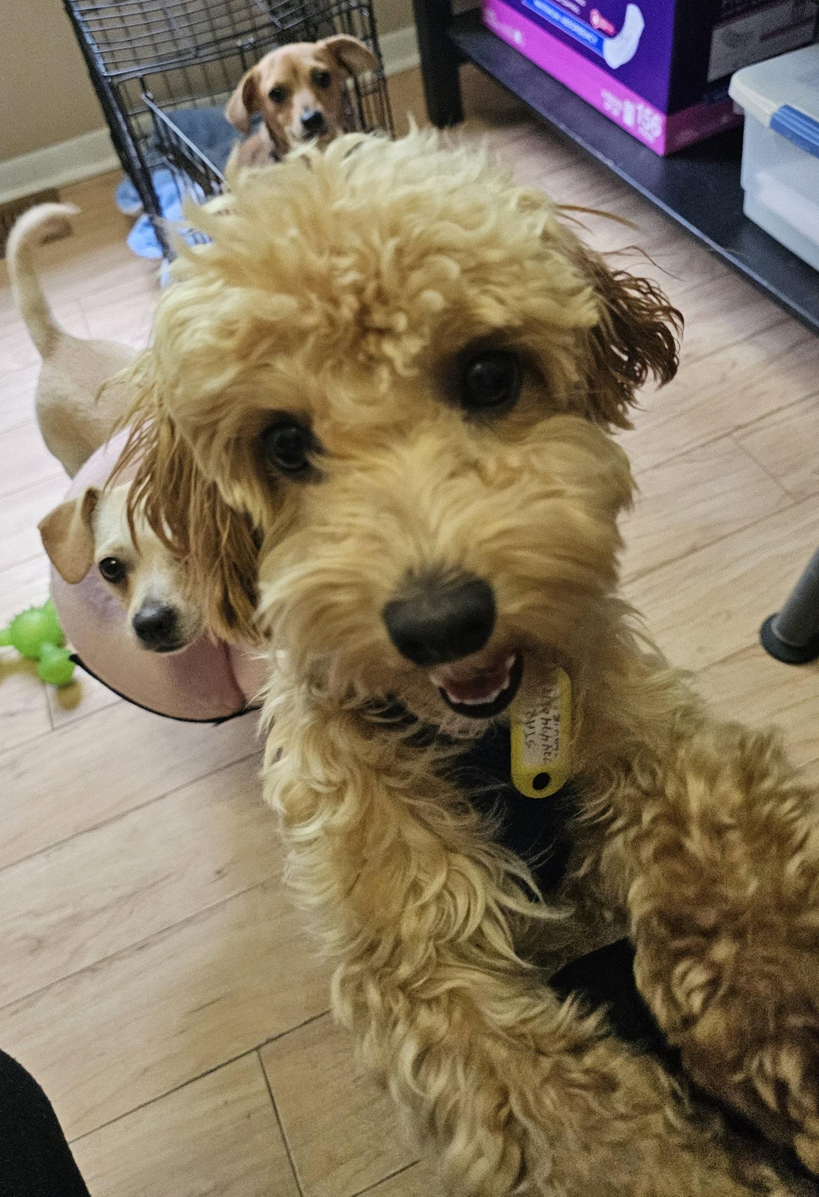 Enlarge LOUIE, a Adopted Poodle in Jackson, NJ image 1/3