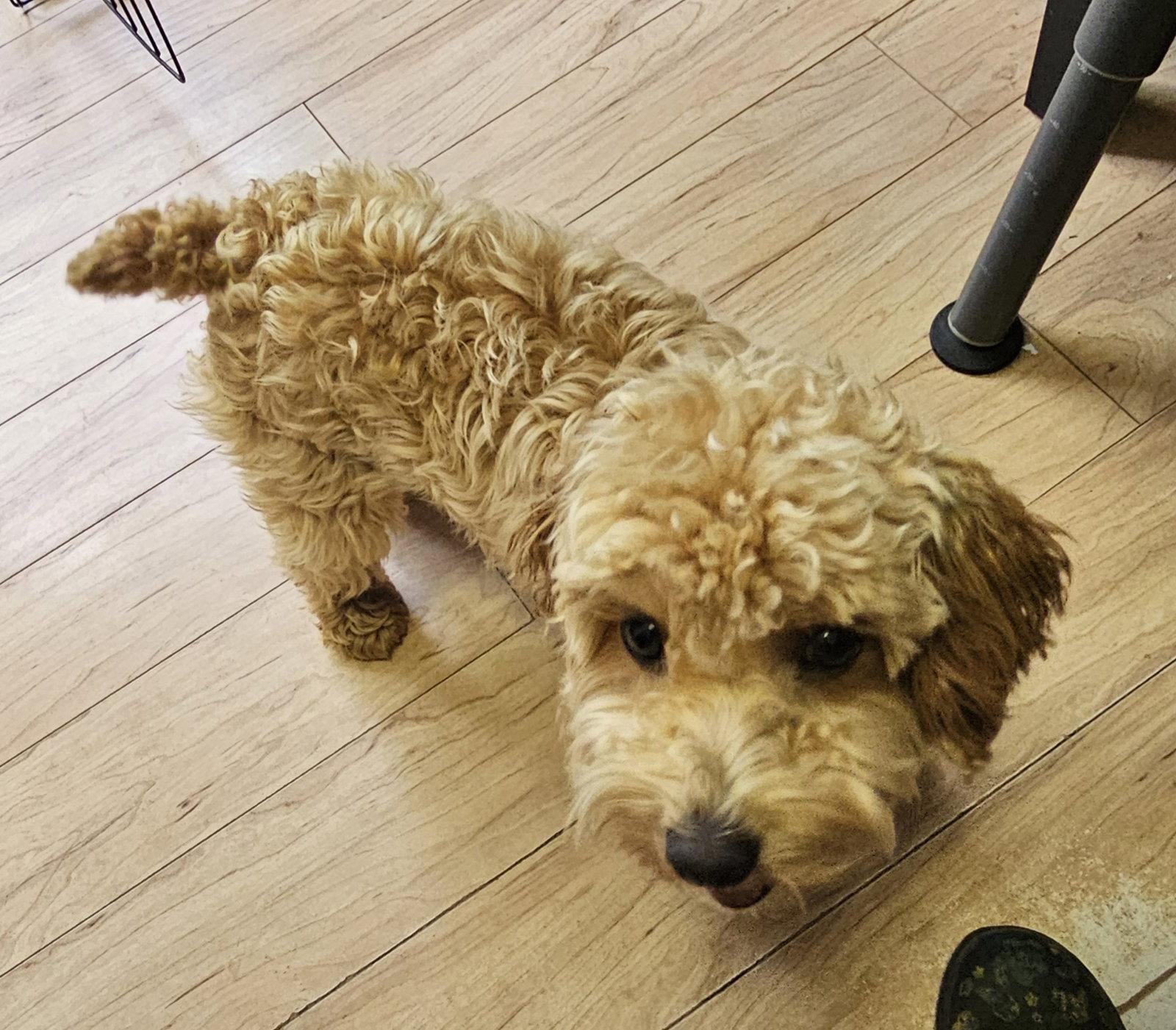 Enlarge LOUIE, a Adopted Poodle in Jackson, NJ image 2/3