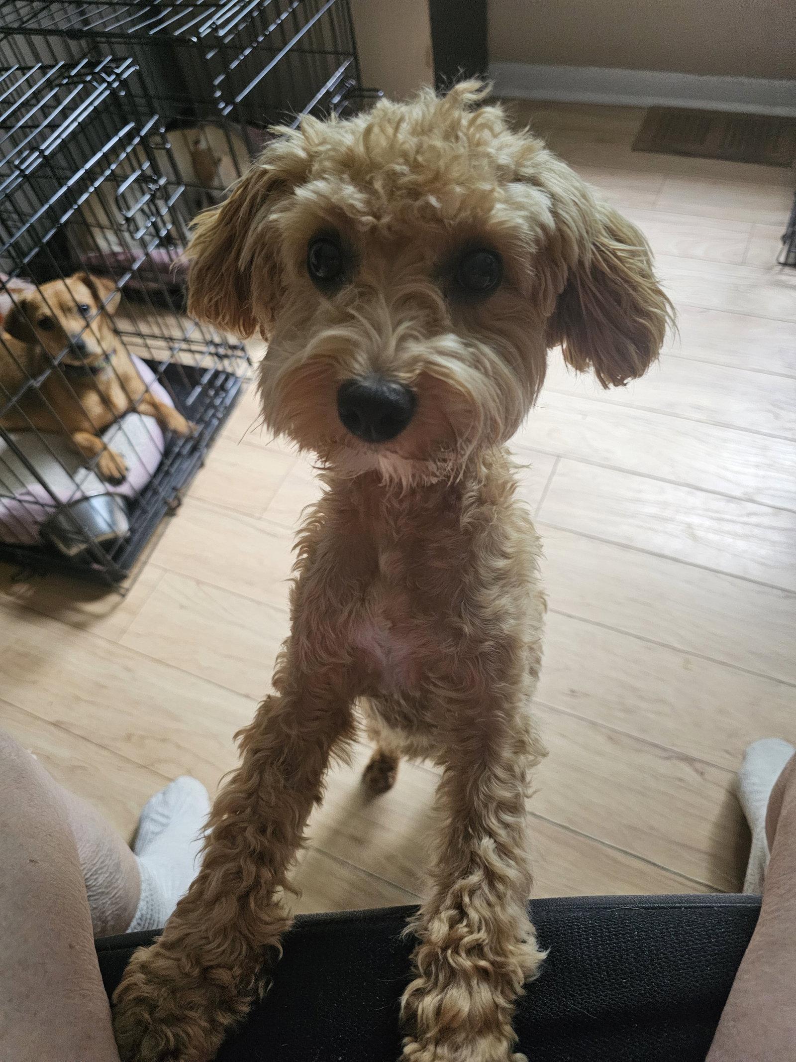 Enlarge LOUIE, a Adopted Poodle in Jackson, NJ image 3/3