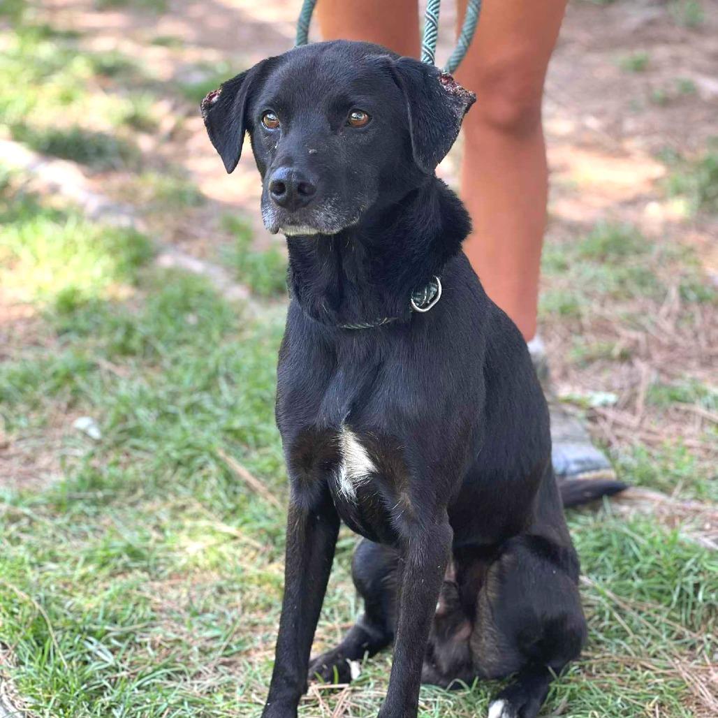 Enlarge Augustus, a Adoptable Mixed Breed in Huntington, WV image 1/6