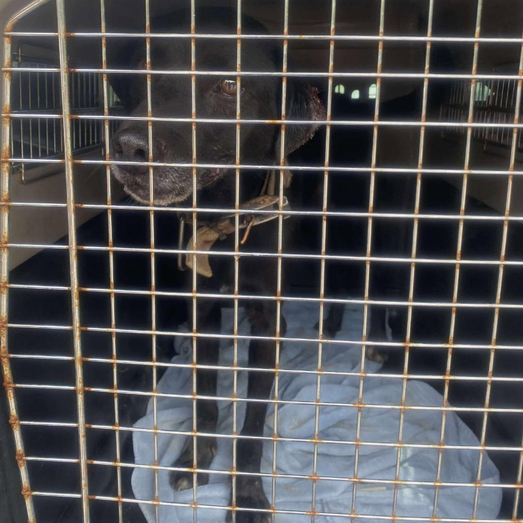 Enlarge Augustus, a Adoptable Mixed Breed in Huntington, WV image 2/6