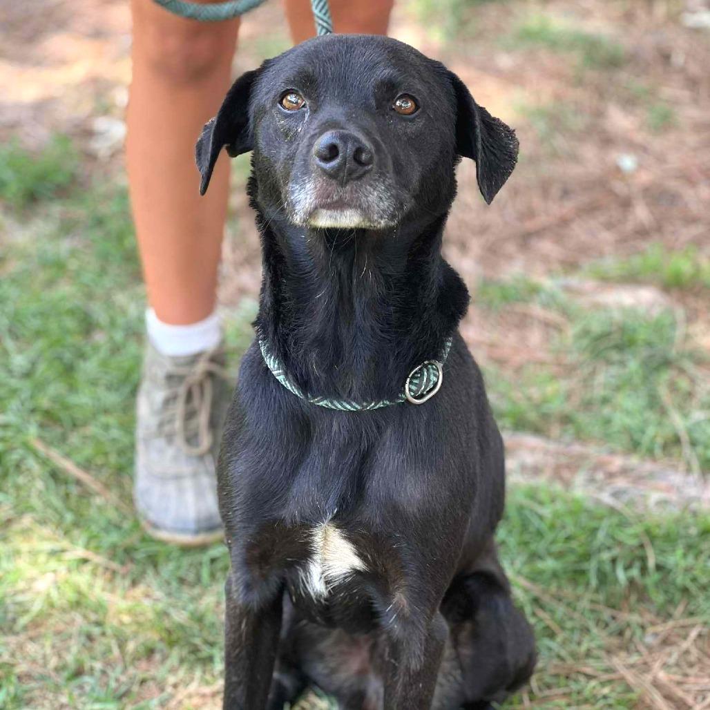 Enlarge Augustus, a Adoptable Mixed Breed in Huntington, WV image 3/6