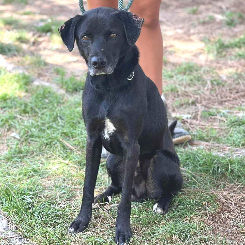 Enlarge Augustus, a Adoptable Mixed Breed in Huntington, WV image 4/6