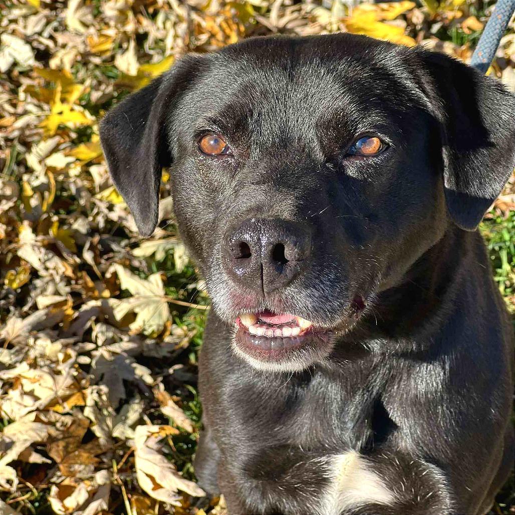 Enlarge Augustus, a Adoptable Mixed Breed in Huntington, WV image 5/6