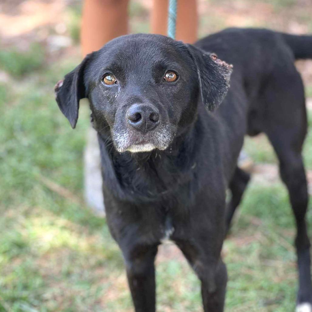 Enlarge Augustus, a Adoptable Mixed Breed in Huntington, WV image 6/6