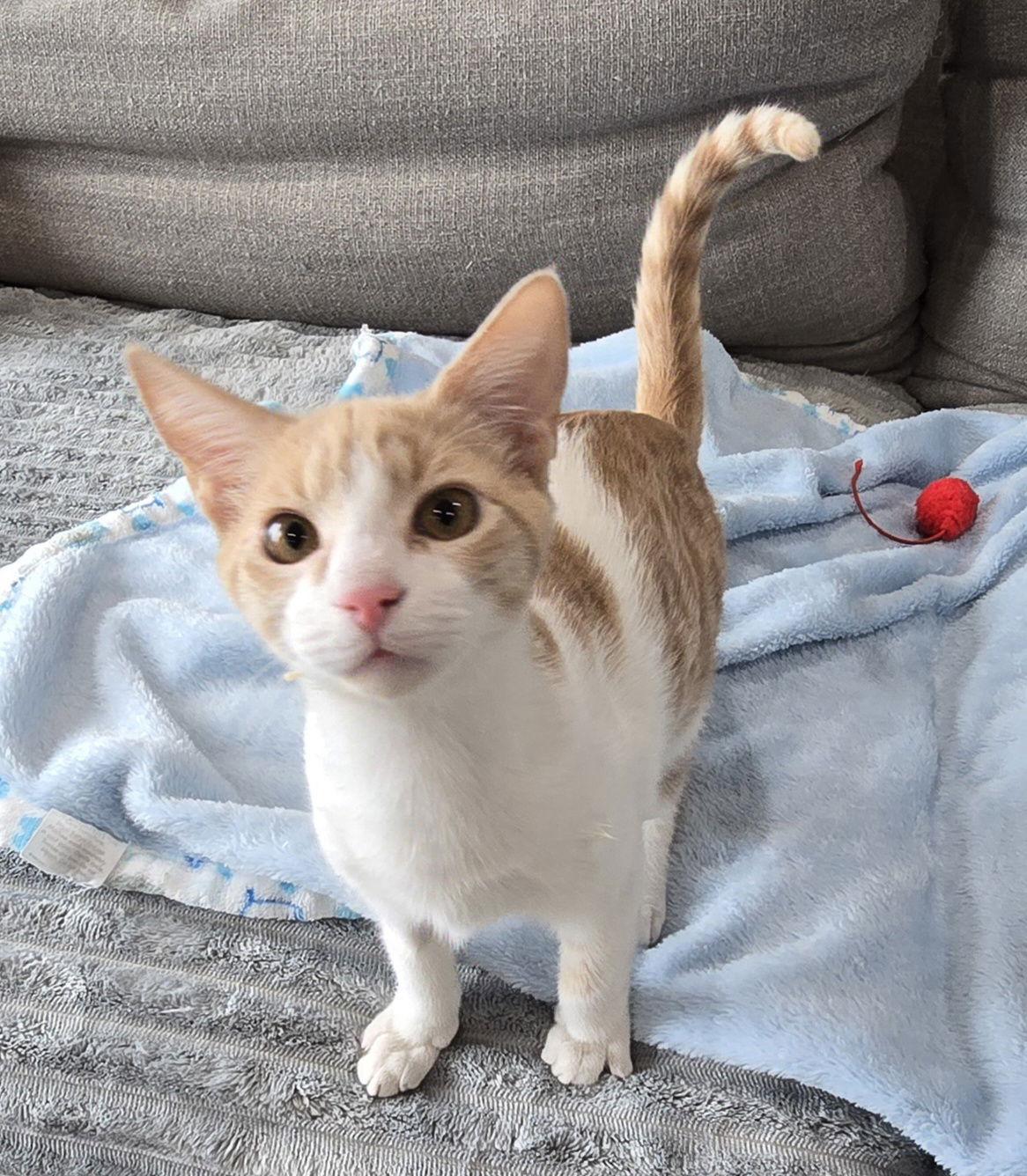 Gram, Adoptable, Kitten Male Domestic Short Hair.