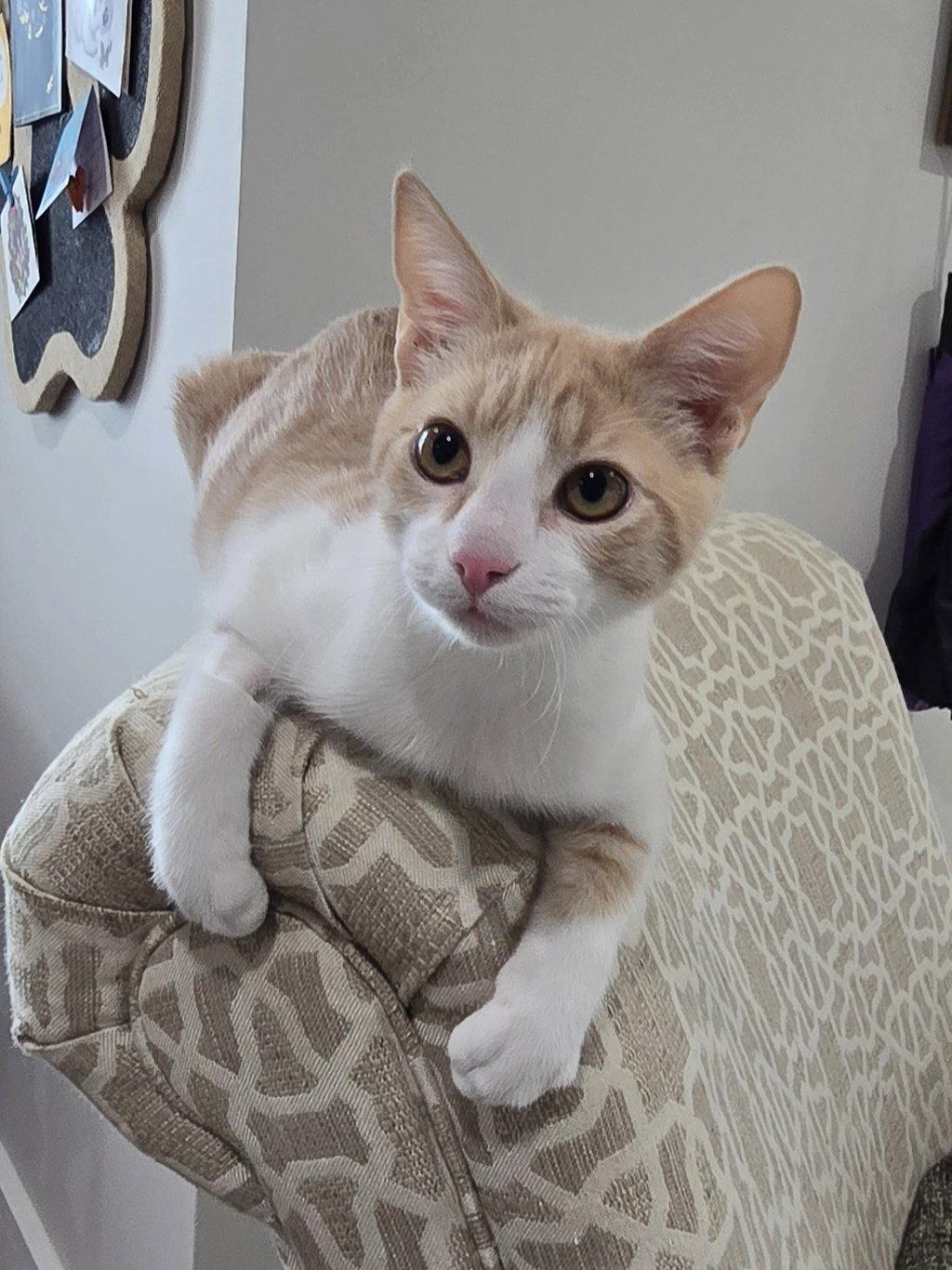 Enlarge Gram, a Adoptable Domestic Short Hair in Maggie Valley, NC image 2/3