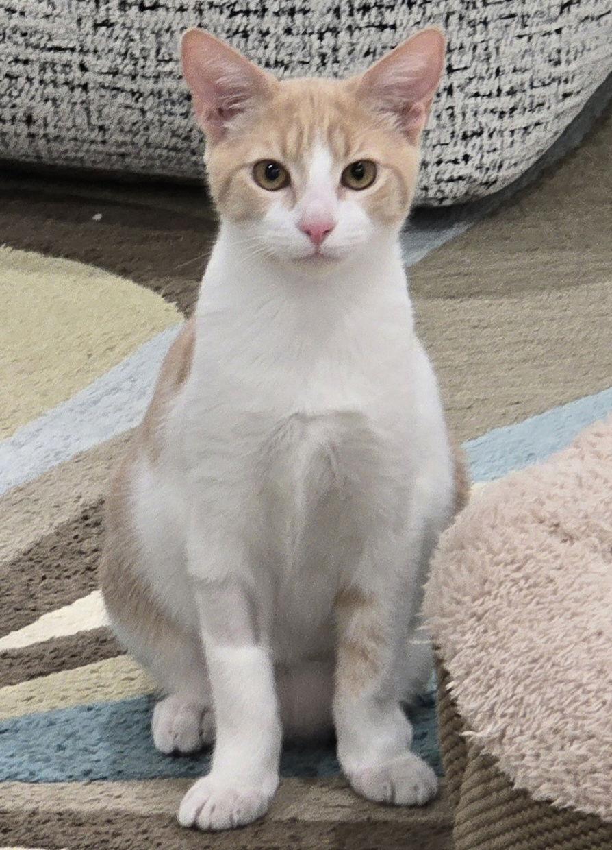 Enlarge Gram, a Adoptable Domestic Short Hair in Maggie Valley, NC image 3/3