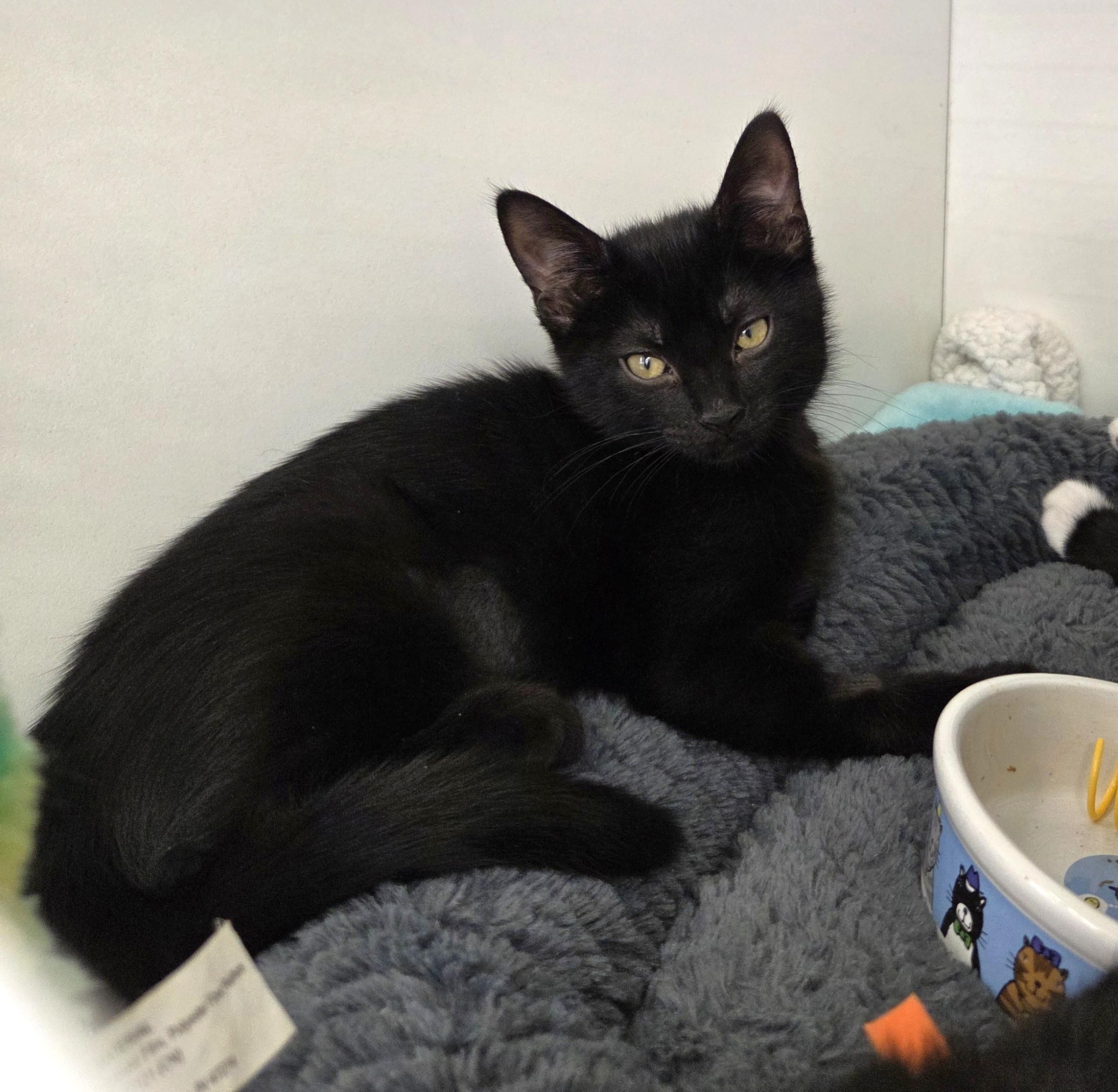 Sophia, adopted, Kitten Female Domestic Short Hair.