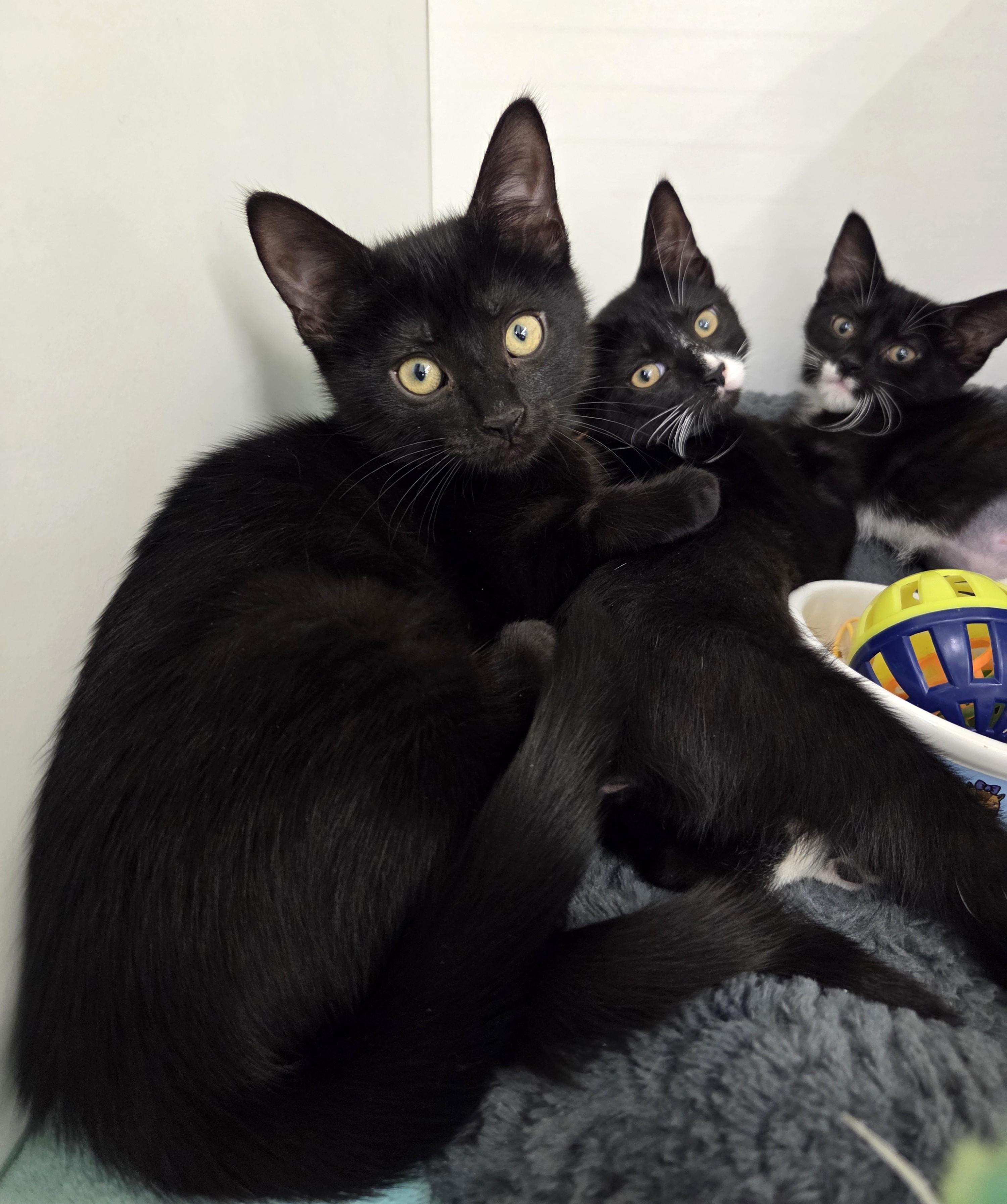 Sophia, an adopted Domestic Short Hair in New Albany, OH image 3/3