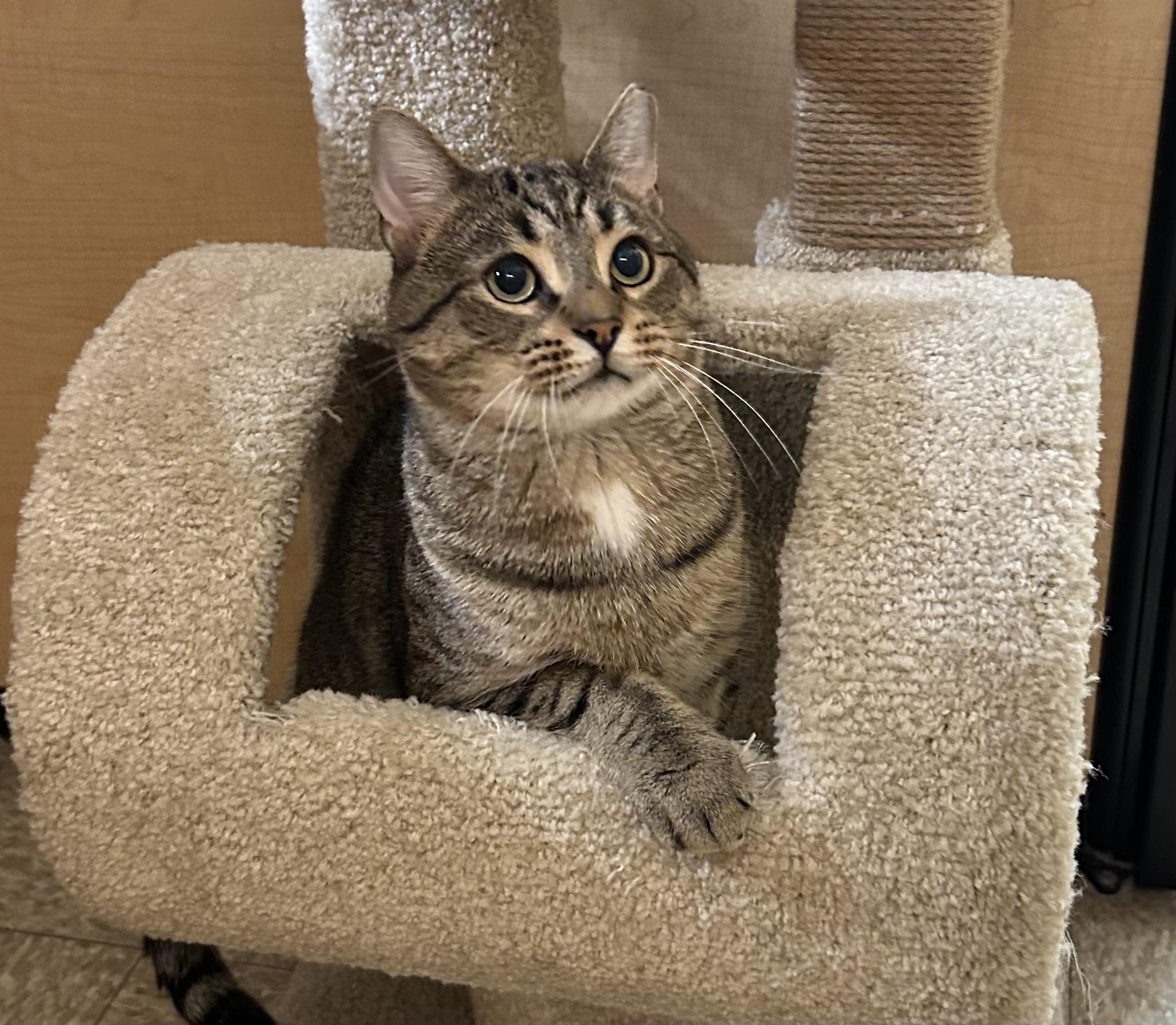 Rocky, Adoptable, Young Male Domestic Short Hair.