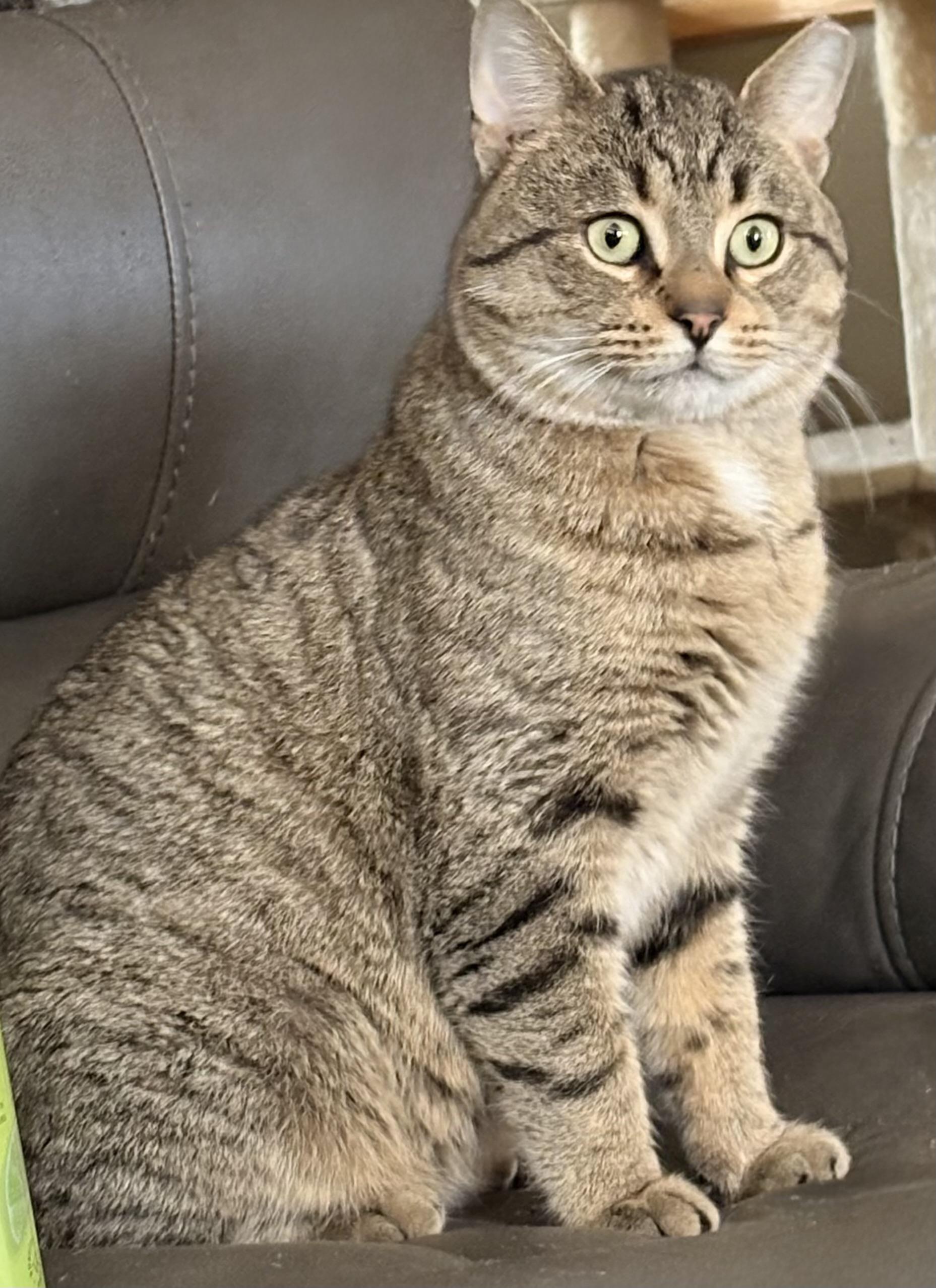 Rocky, a ADOPTABLE Domestic Short Hair in Springfield, PA image 1/2