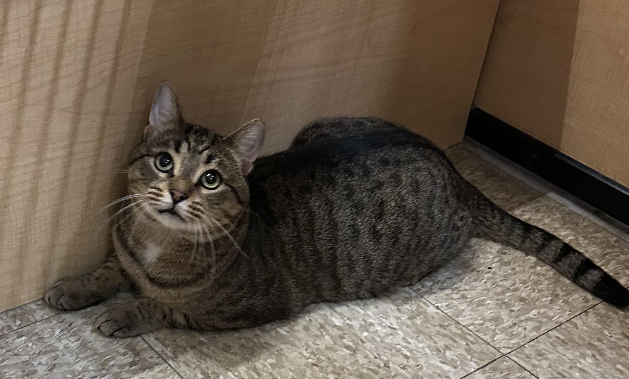 Enlarge Rocky, a Adoptable Domestic Short Hair in Springfield, PA image 2/6