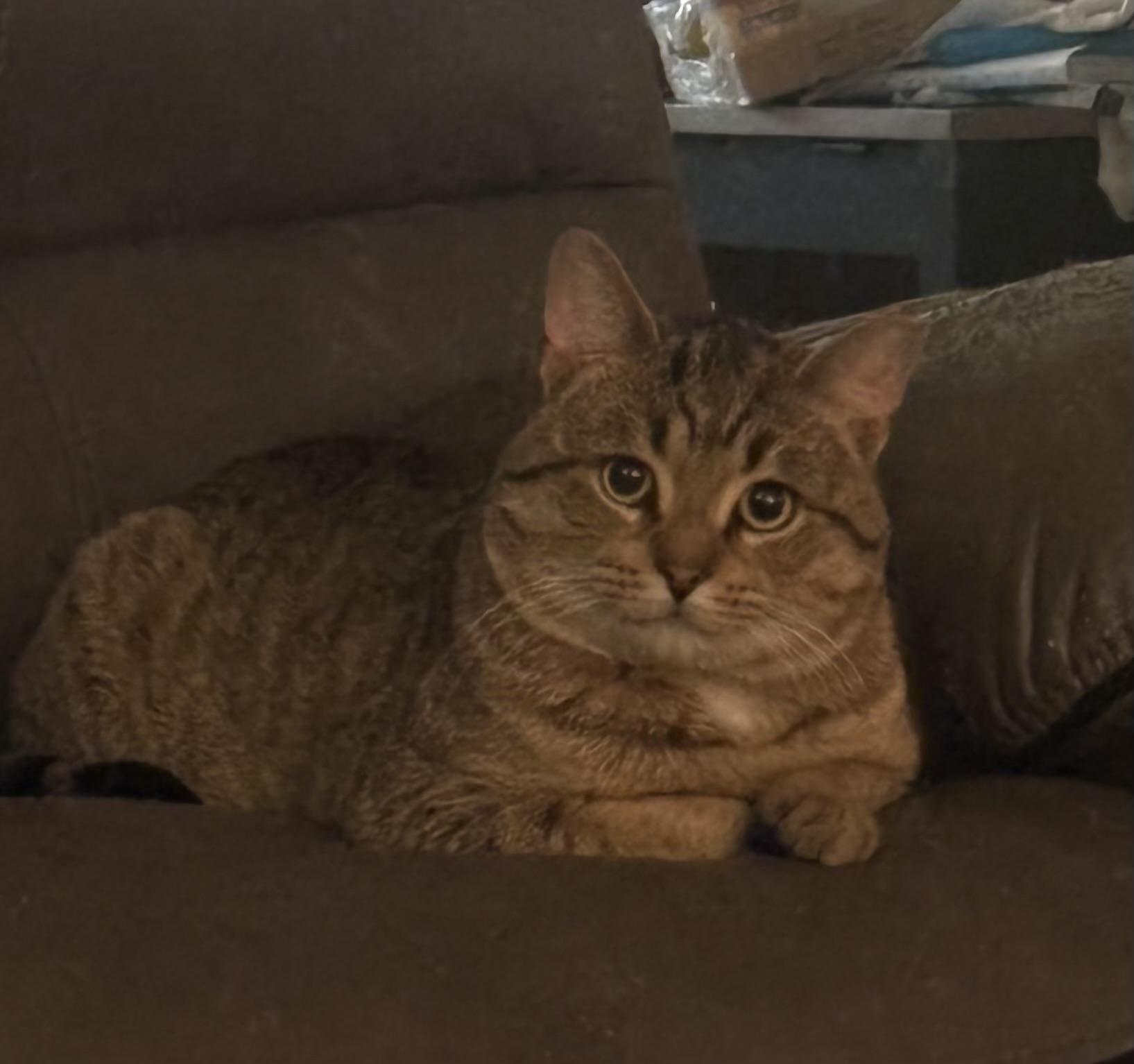 Rocky, a ADOPTABLE Domestic Short Hair in Springfield, PA image 2/2