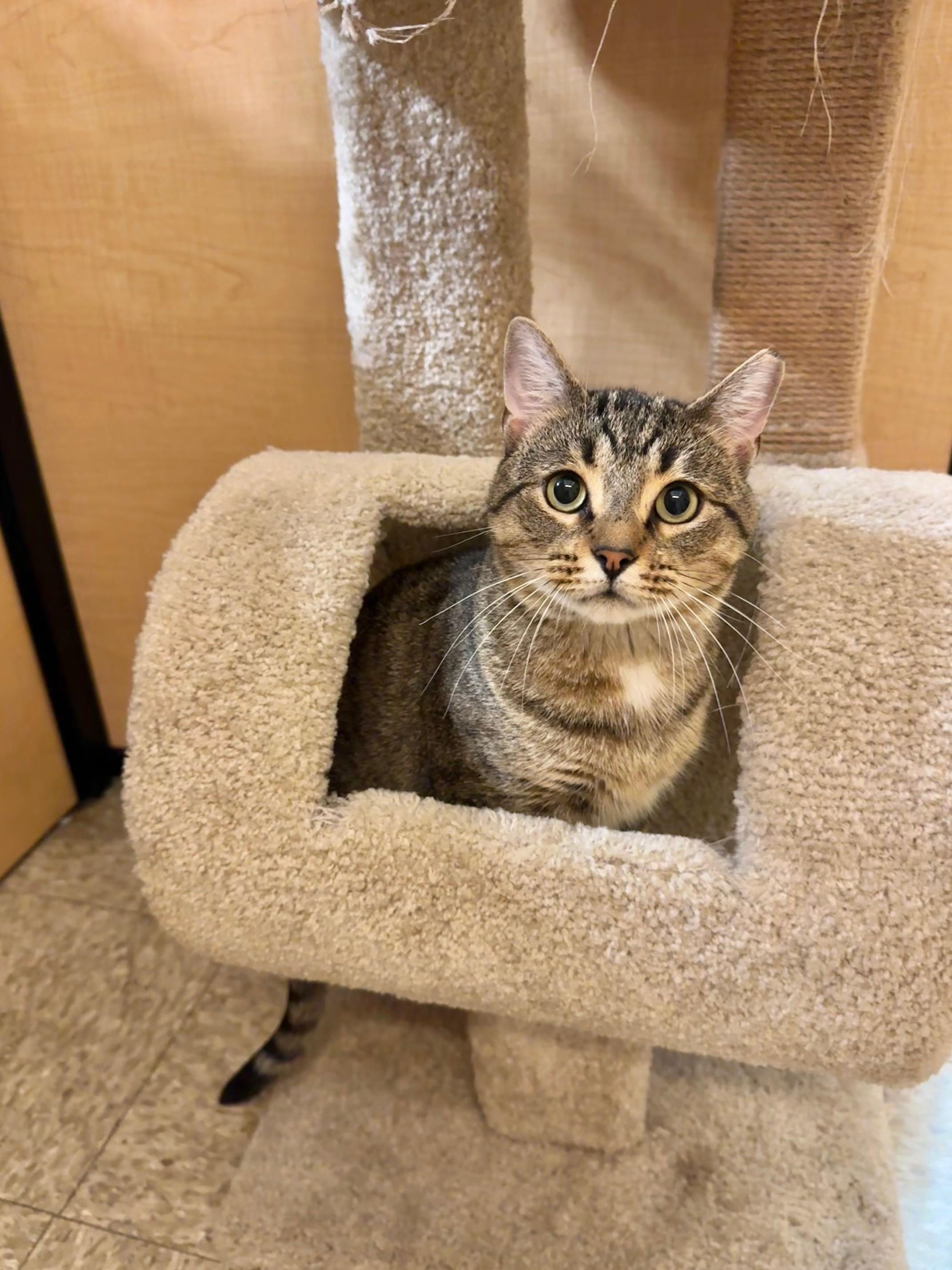 Enlarge Rocky, a Adoptable Domestic Short Hair in Springfield, PA image 3/6