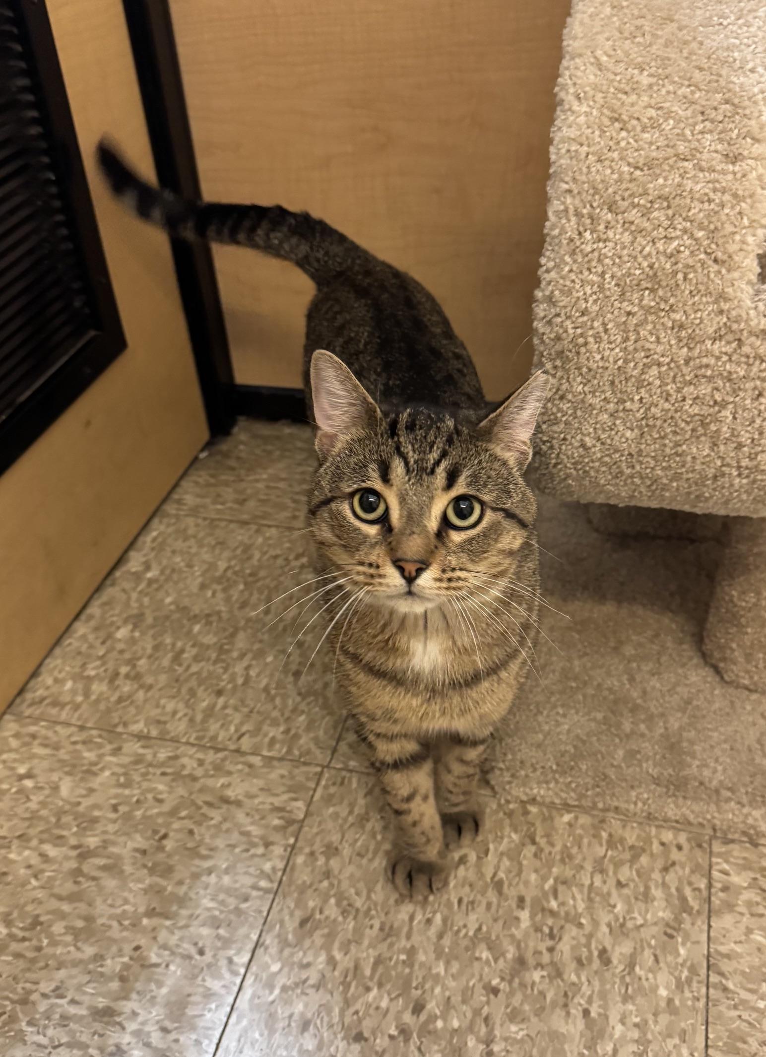 Enlarge Rocky, a Adoptable Domestic Short Hair in Springfield, PA image 4/6
