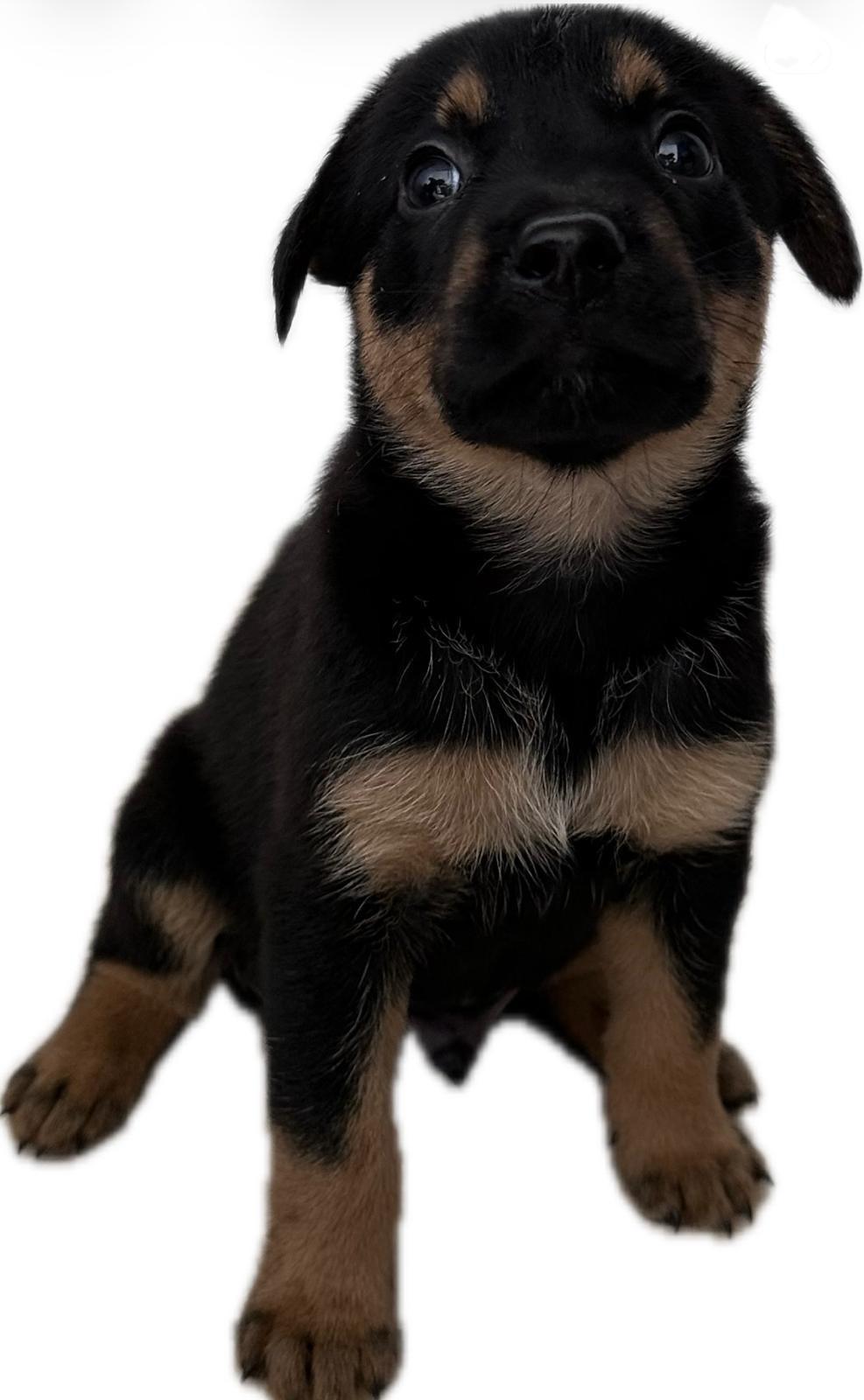 Paco Pedro, an adopted mixed breed in Hastings on The Hudson , NY image 4/4
