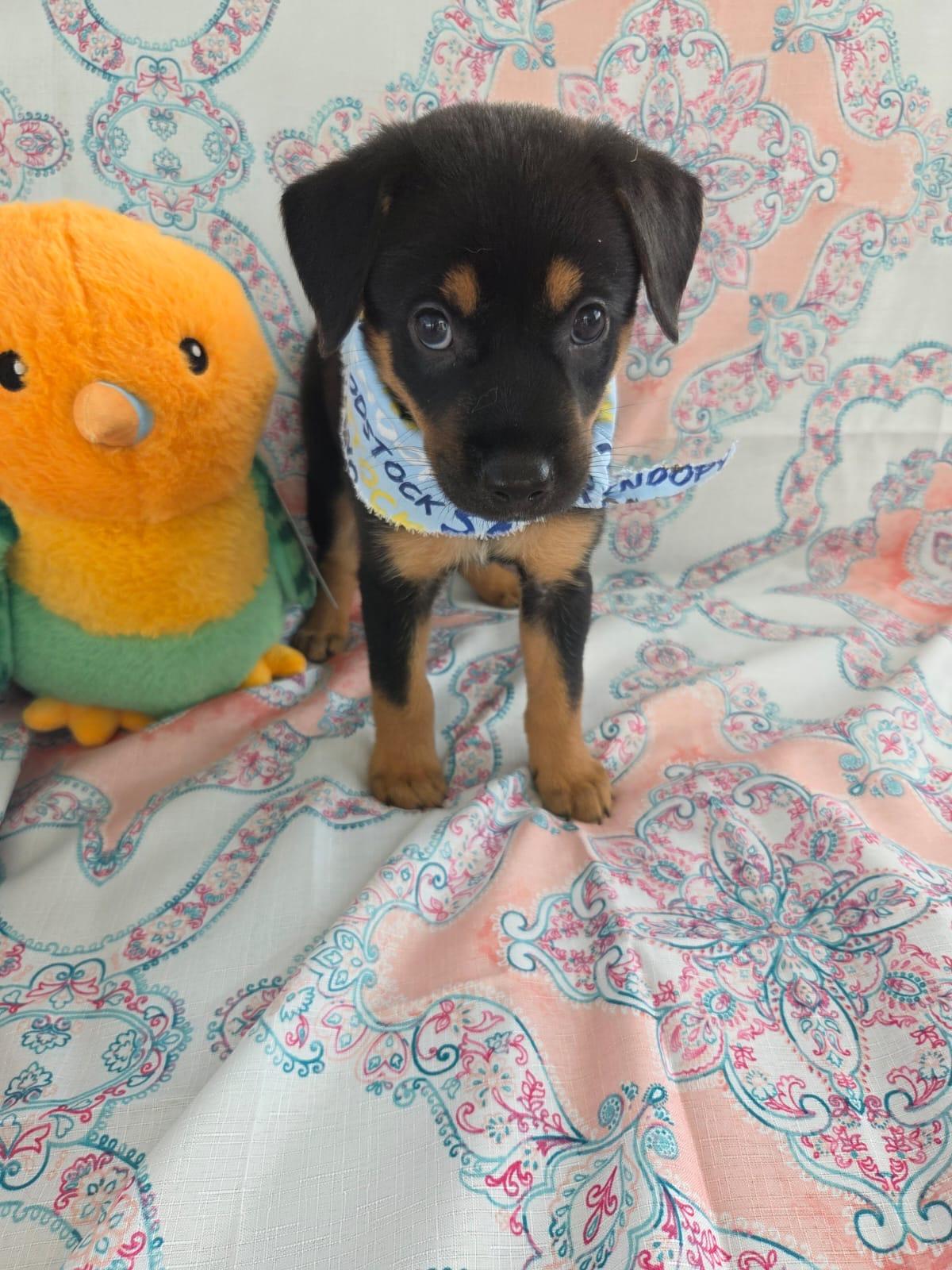 Paco Pedro, adopted, Puppy Male Shepherd.
