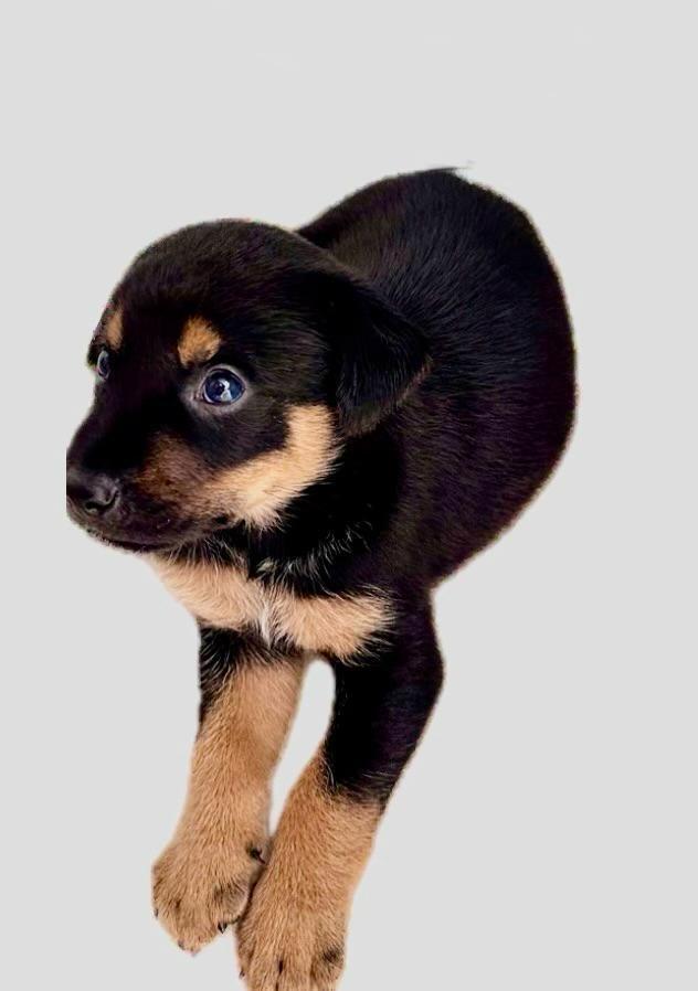 Paco Pedro, an adopted mixed breed in Hastings on The Hudson , NY image 2/4