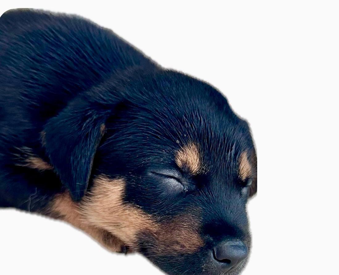 Paco Pedro, an adopted mixed breed in Hastings on The Hudson , NY image 3/4