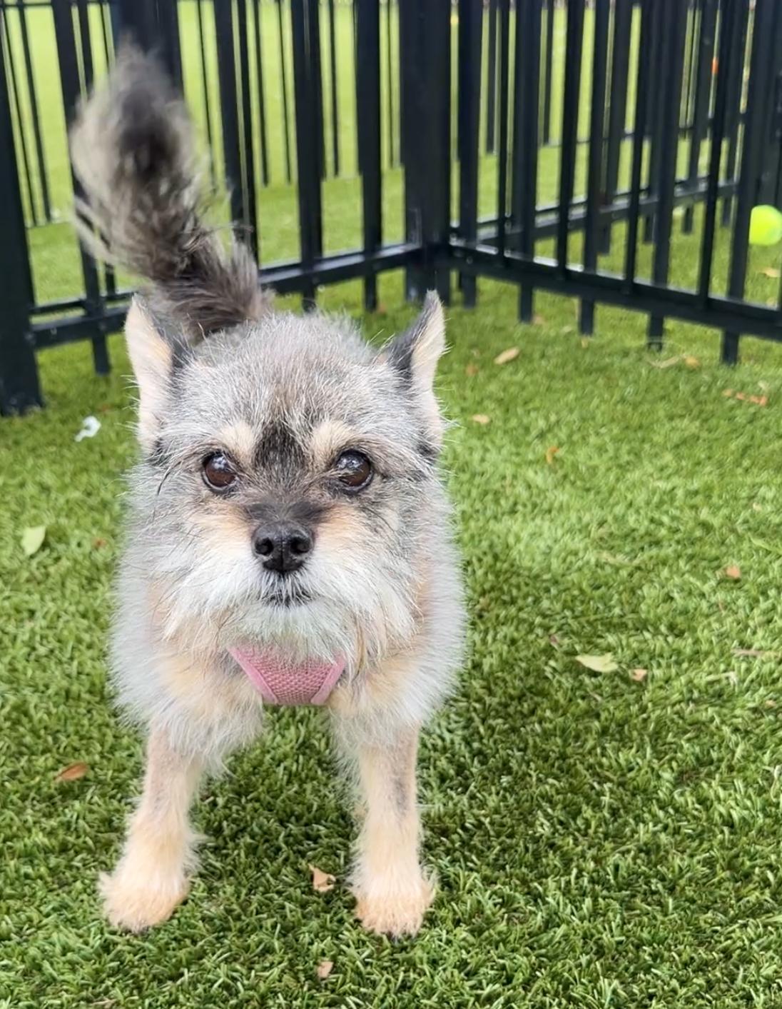 Cutie 7266, ADOPTABLE, Senior Female Miniature Schnauzer.