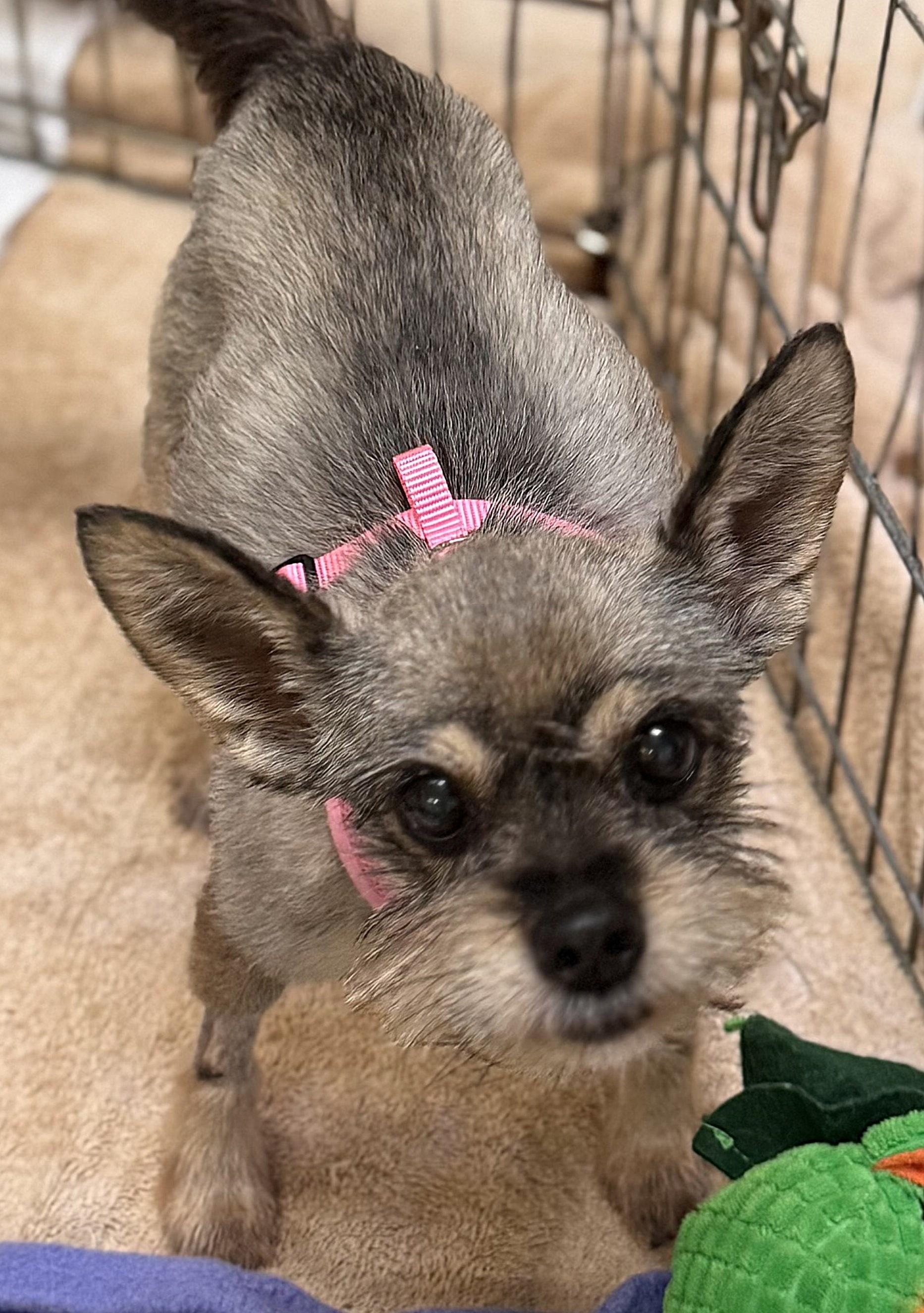 Enlarge Cutie 7266, a ADOPTABLE Miniature Schnauzer in Boca Raton, FL image 1/1