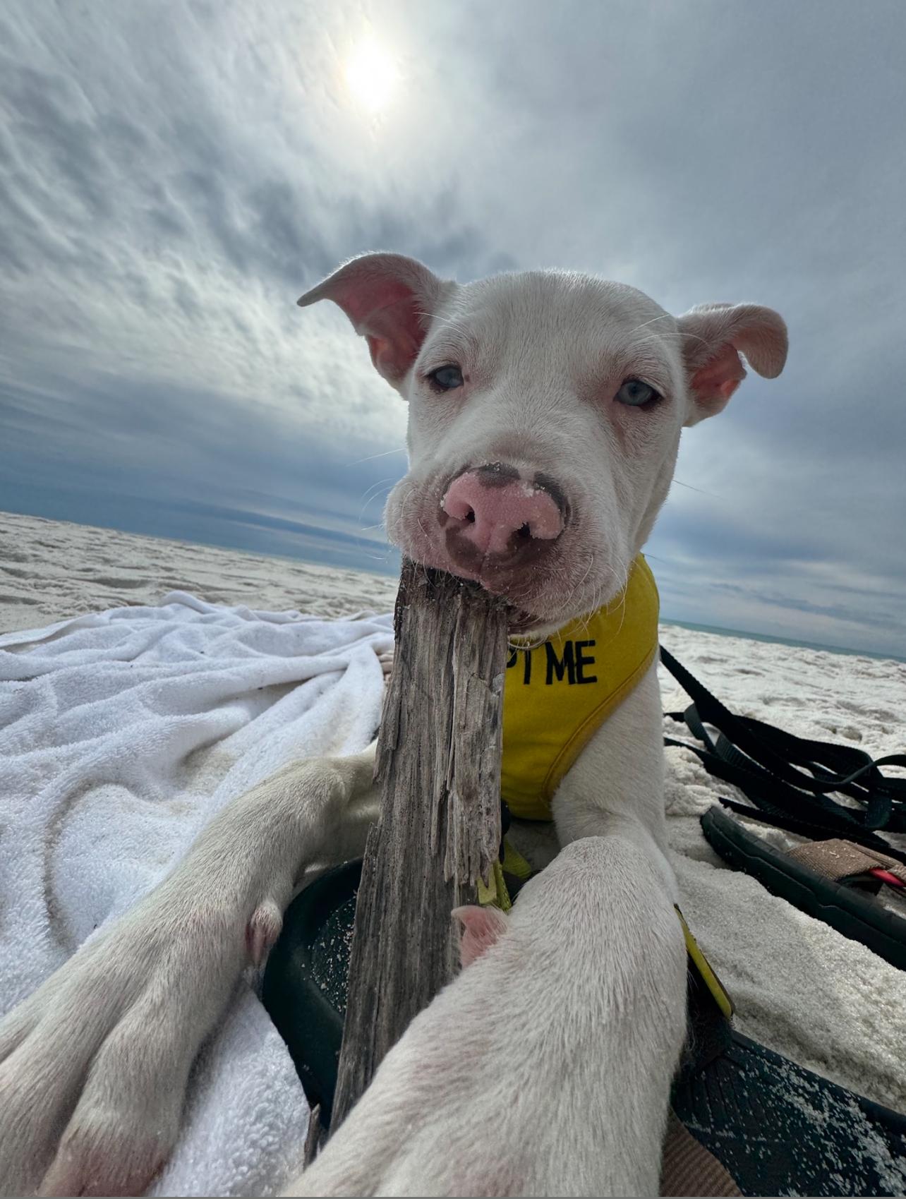 Austin ( Stone cold), Adoptable, Young Male American Staffordshire Terrier & Labrador Retriever.
