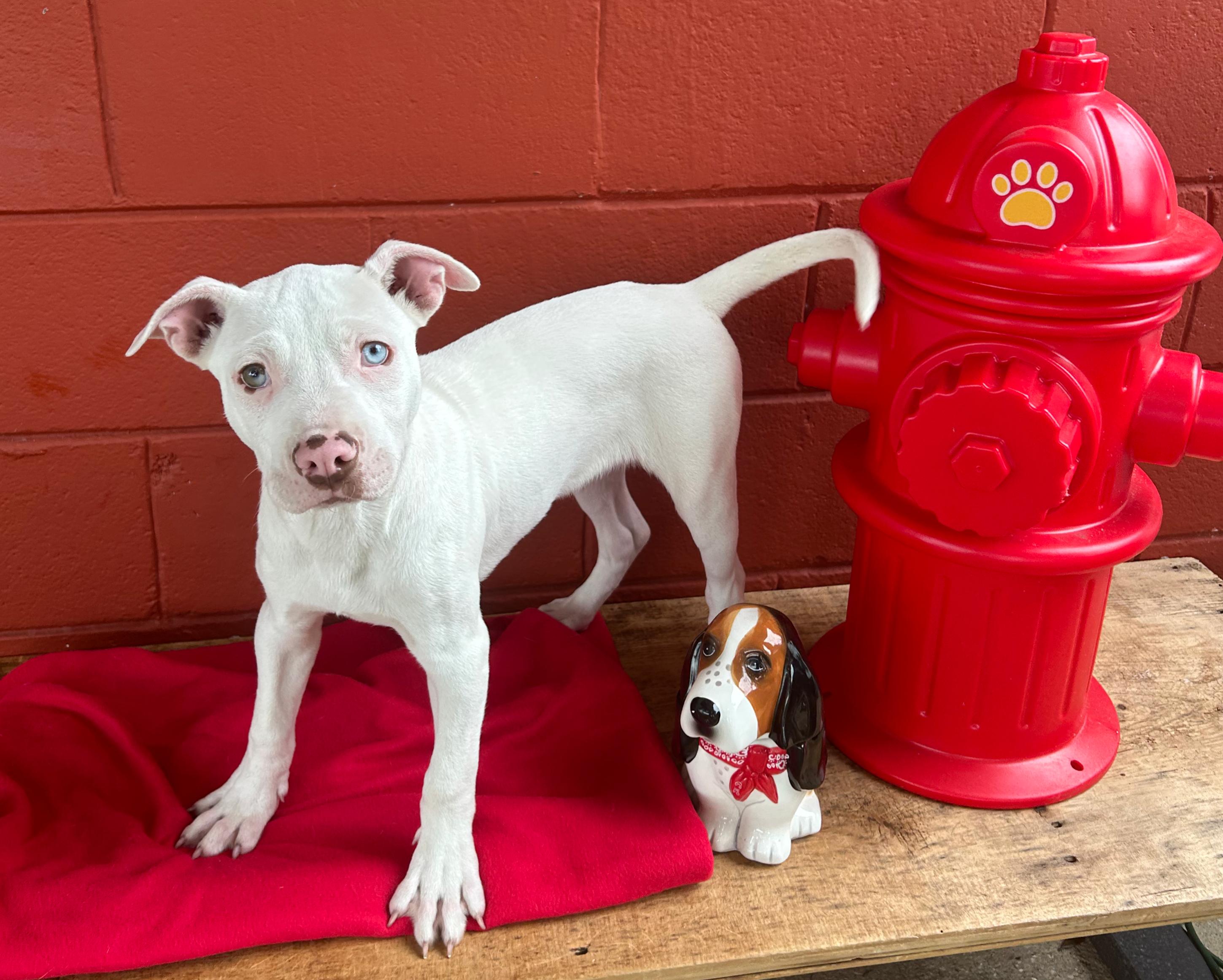 Austin ( Stone cold)